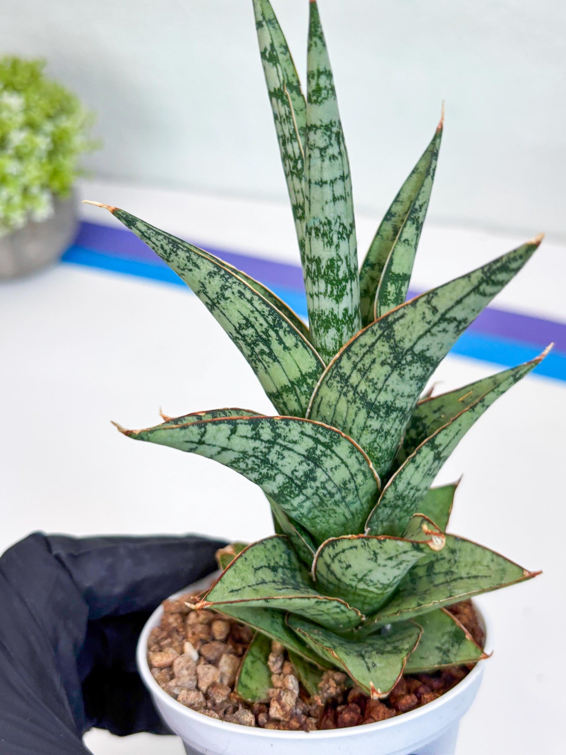 Sansevieria Riyad x spyder (Ha26) (b) | Rare Hybrid Species