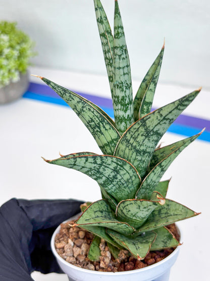 Sansevieria Riyad x spyder (Ha26) (b) | Rare Hybrid Species