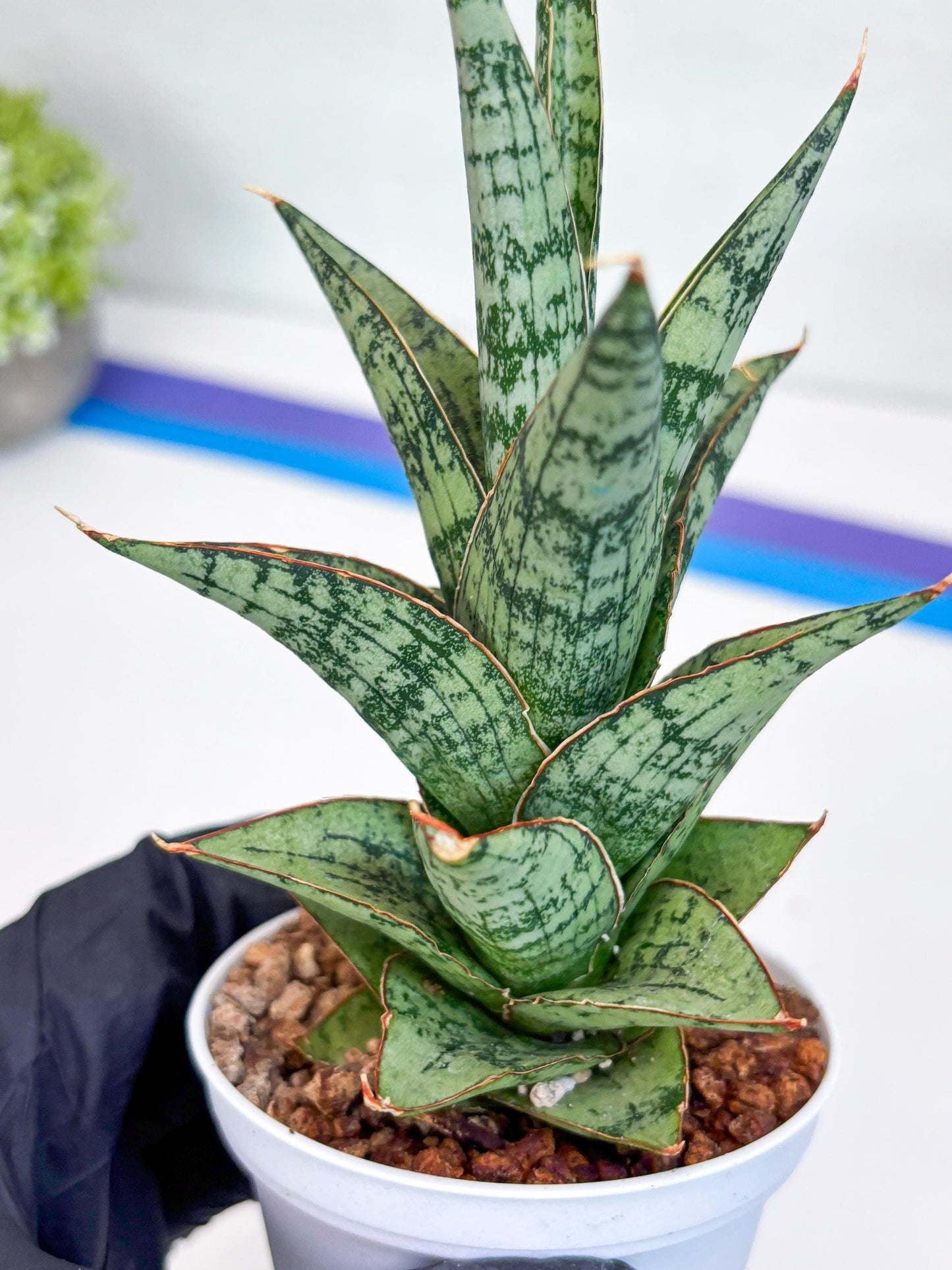Sansevieria Riyad x spyder (Ha26) (b) | Rare Hybrid Species