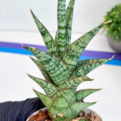 Sansevieria Riyad x spyder (Ha26) (b) | Rare Hybrid Species