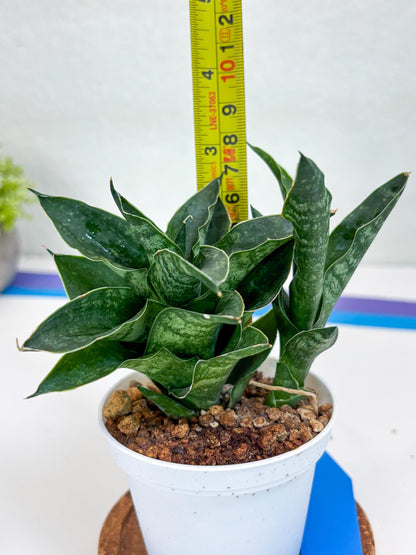 Sansevieria Alabasta (H27) | Imported Snake Plant