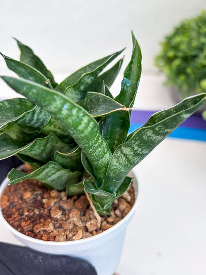 Sansevieria Alabasta (H27) | Imported Snake Plant