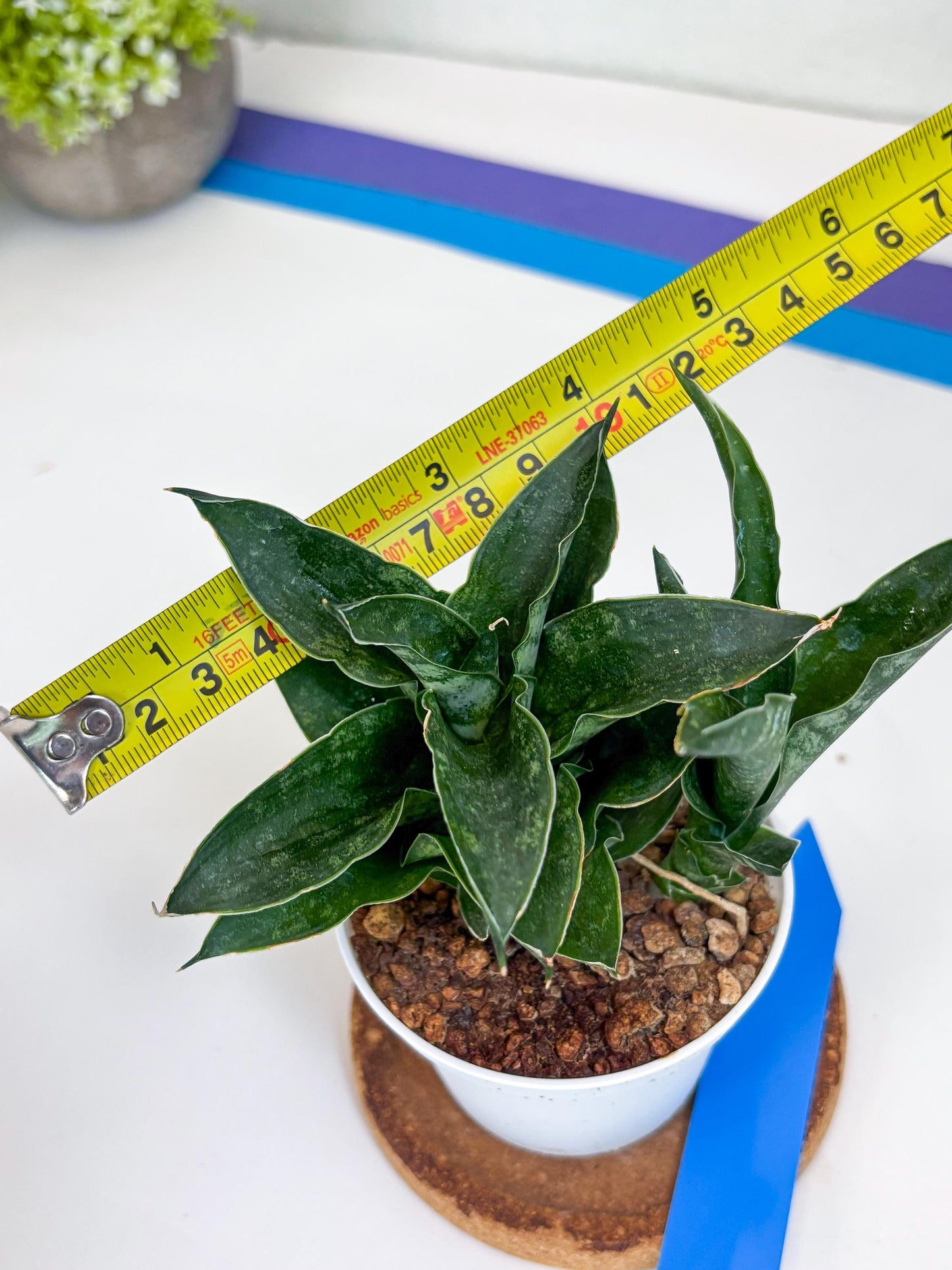 Sansevieria Alabasta (H27) | Imported Snake Plant