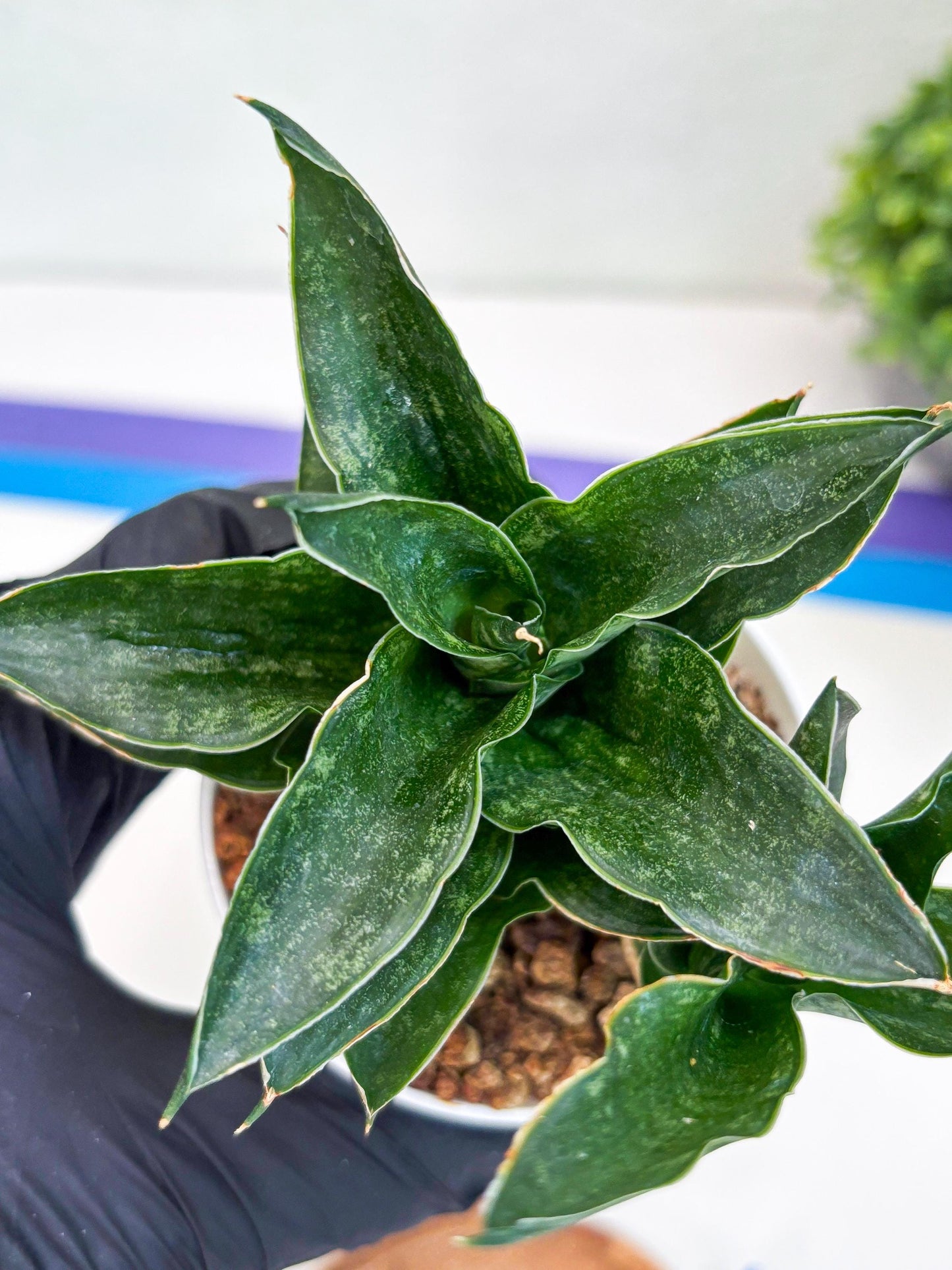 Sansevieria Alabasta (H27) | Imported Snake Plant