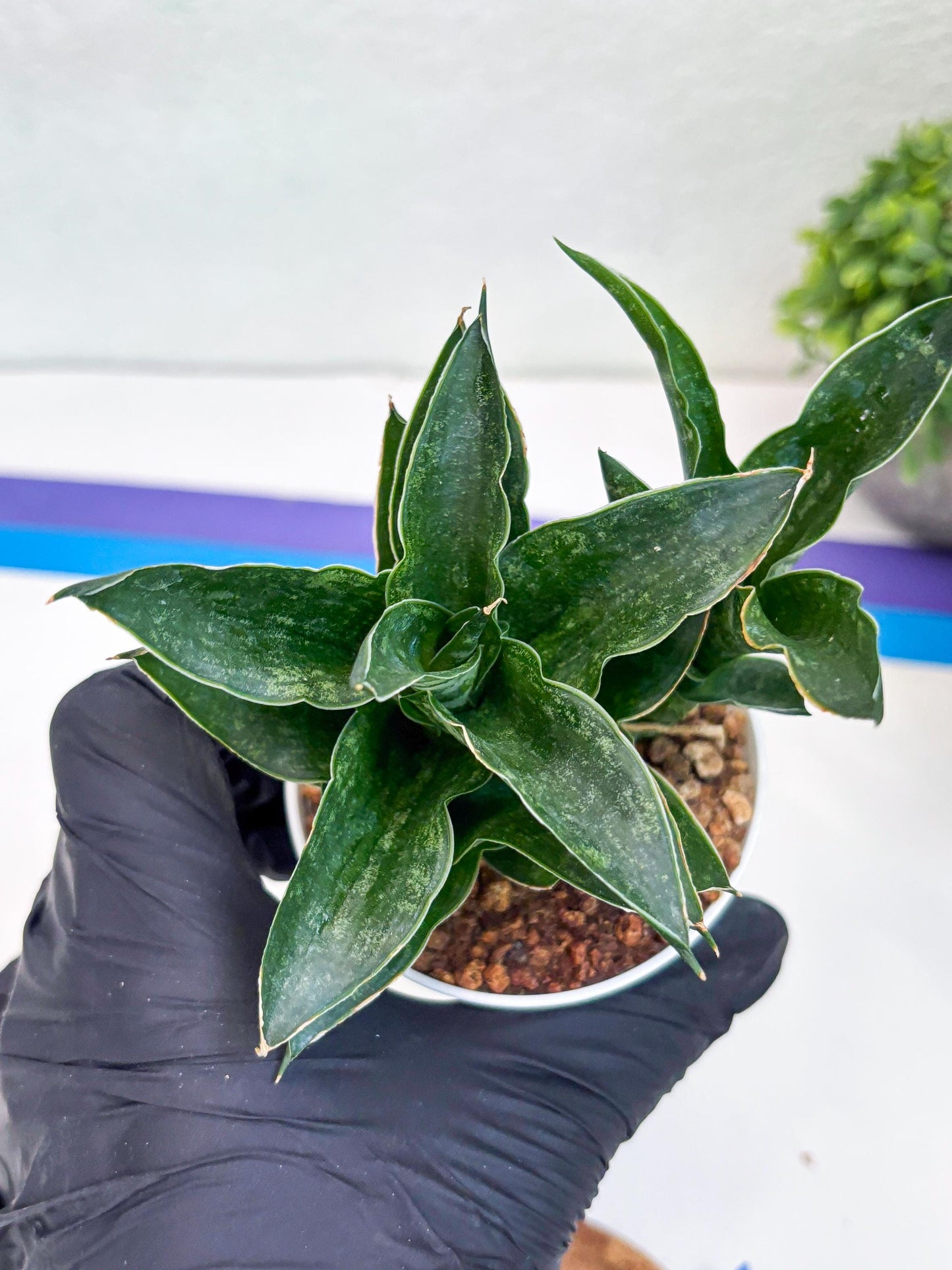 Sansevieria Alabasta (H27) | Imported Snake Plant