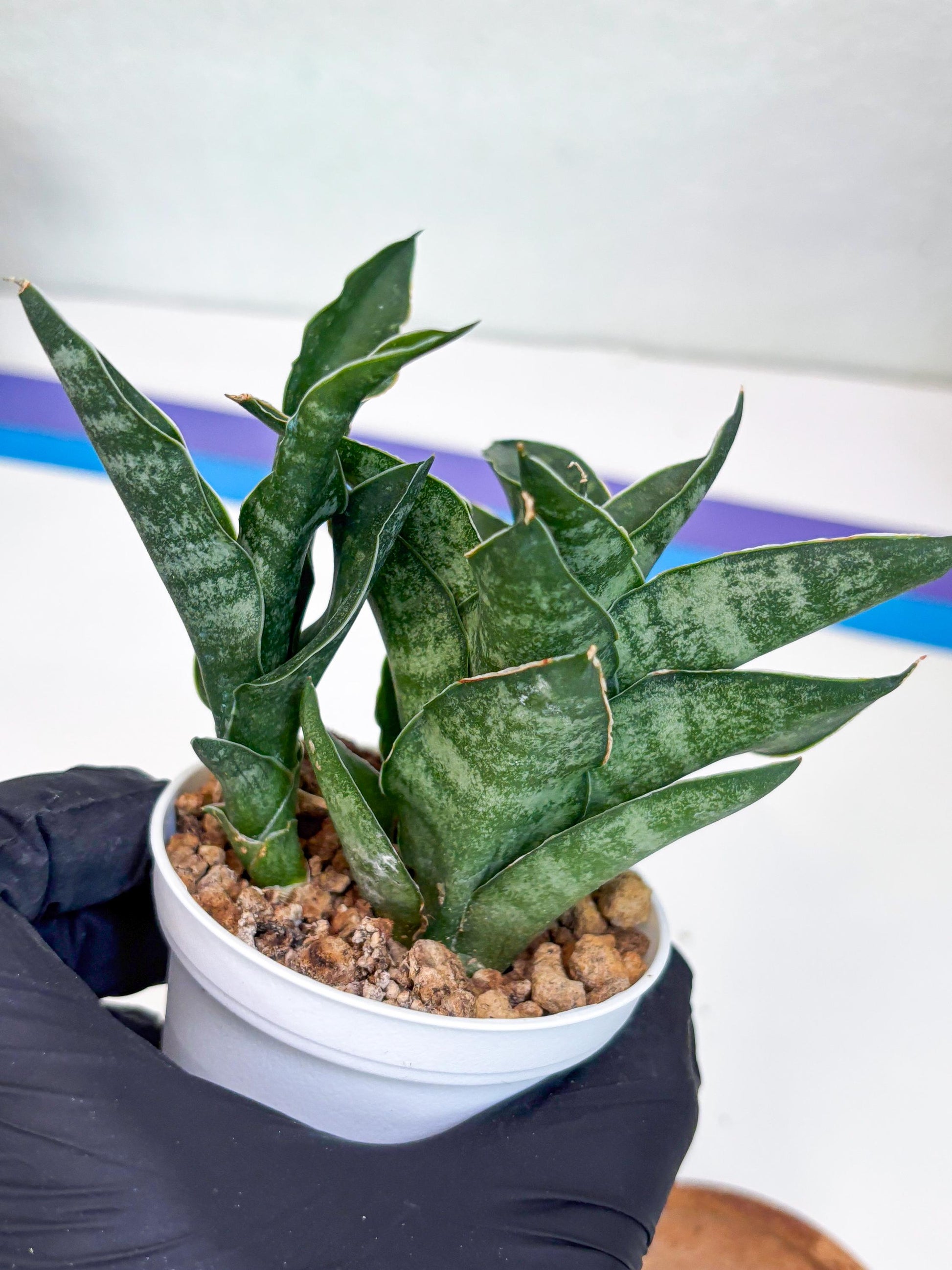 Sansevieria Alabasta (H27) | Imported Snake Plant