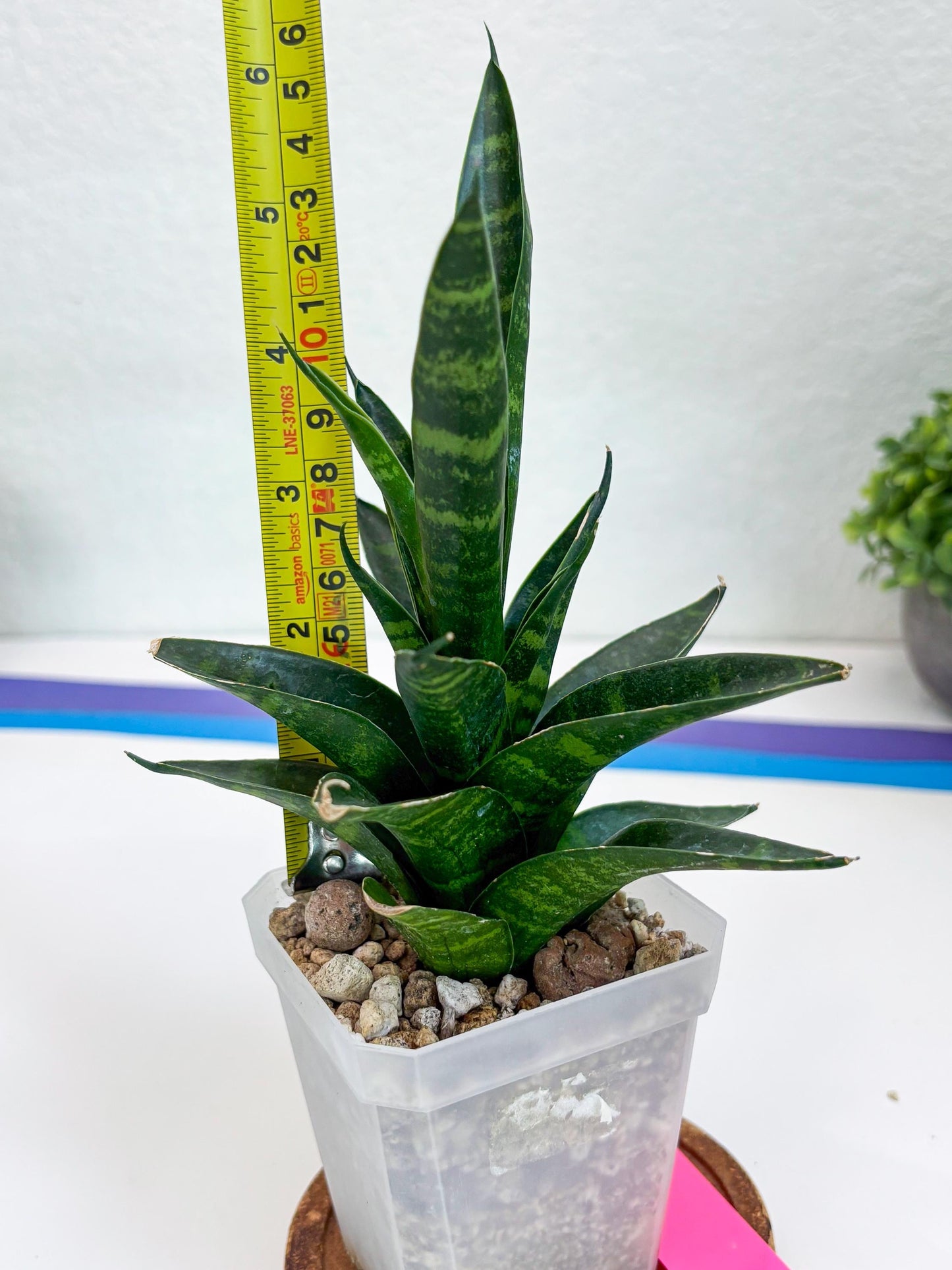 Sansevieria Conan (H27) | Imported Hybrids