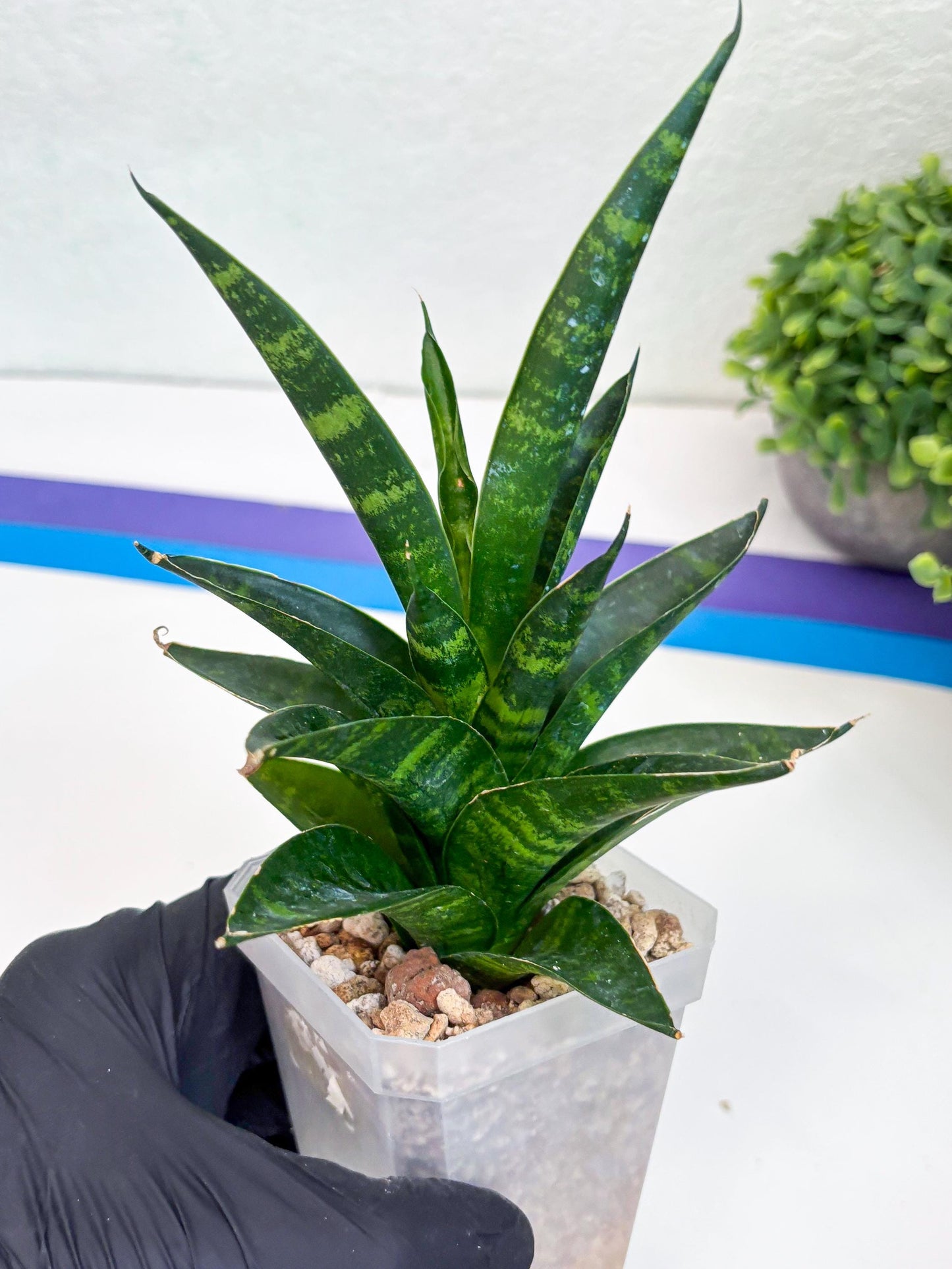 Sansevieria Conan (H27) | Imported Hybrids