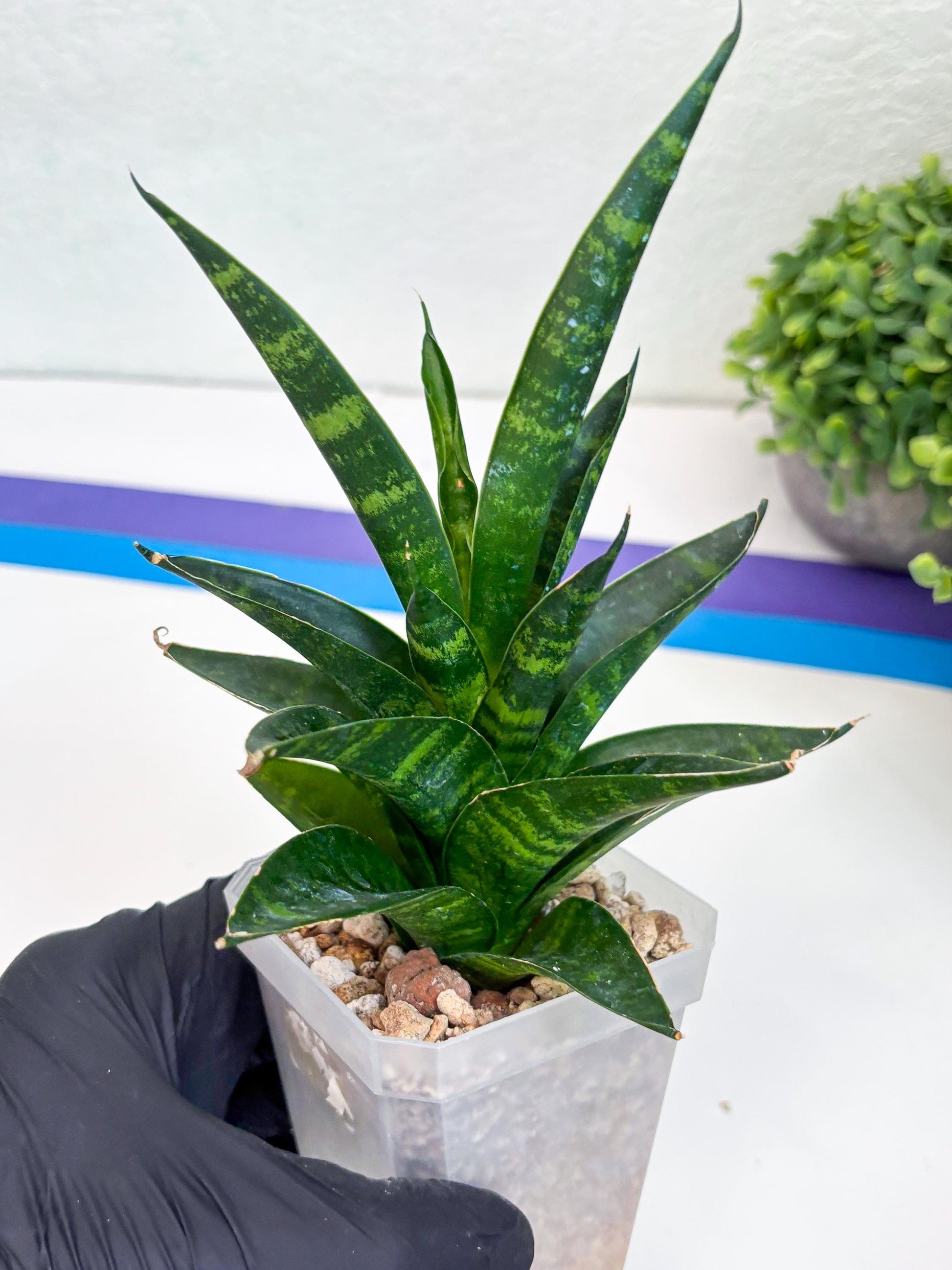 Sansevieria Conan (H27) | Imported Hybrids