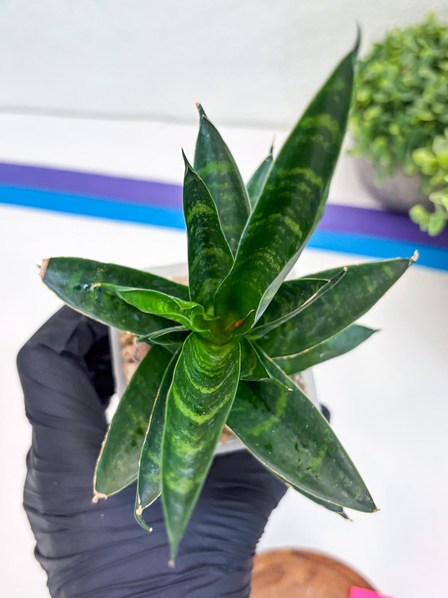 Sansevieria Conan (H27) | Imported Hybrids