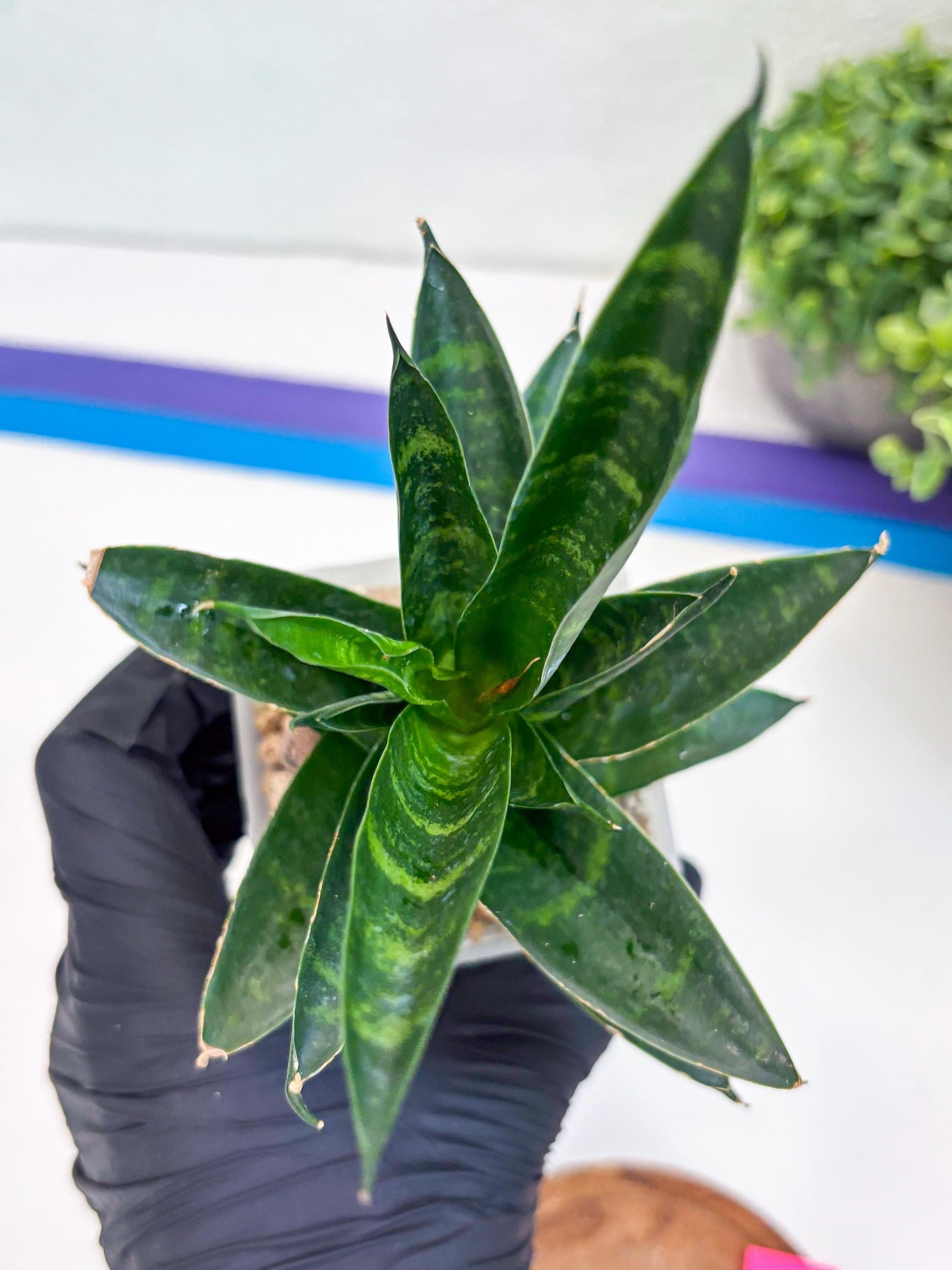 Sansevieria Conan (H27) | Imported Hybrids