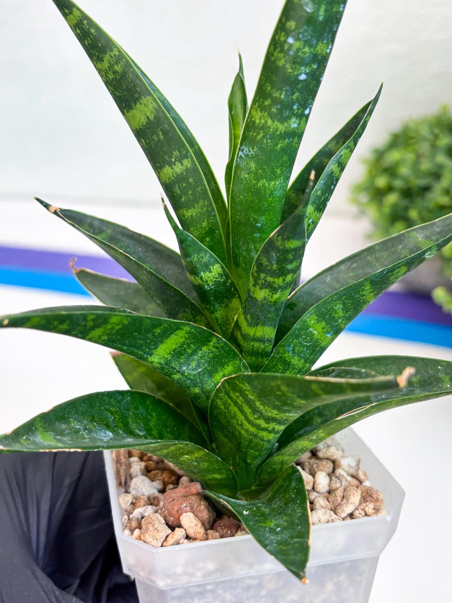 Sansevieria Conan (H27) | Imported Hybrids
