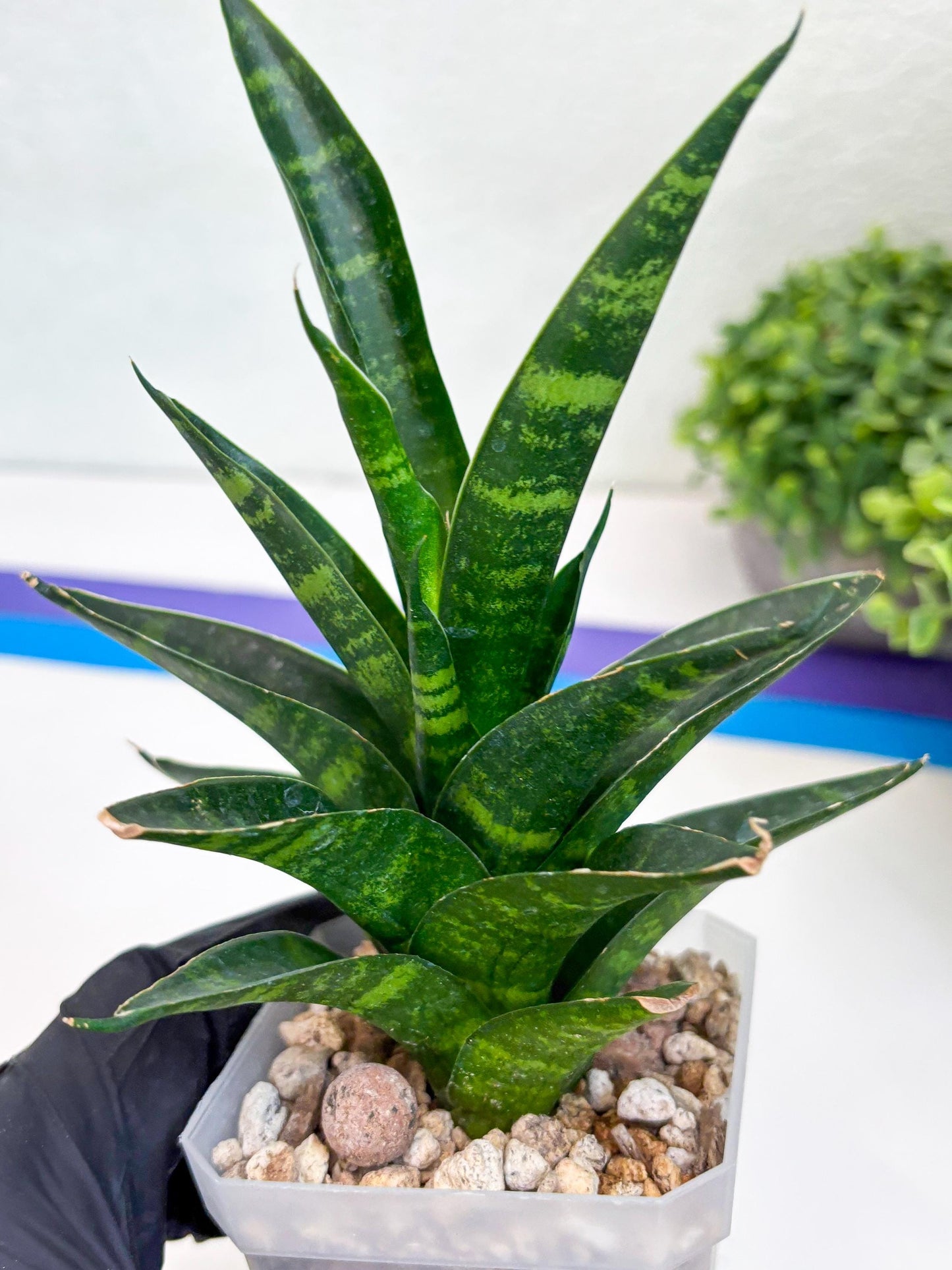 Sansevieria Conan (H27) | Imported Hybrids