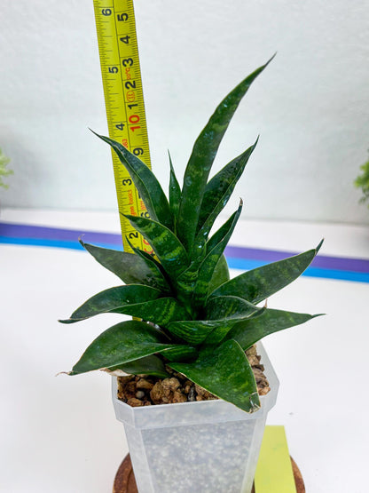 Sansevieria Conan (Ha27) (y) | Imported Hybrids