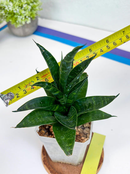 Sansevieria Conan (Ha27) (y) | Imported Hybrids