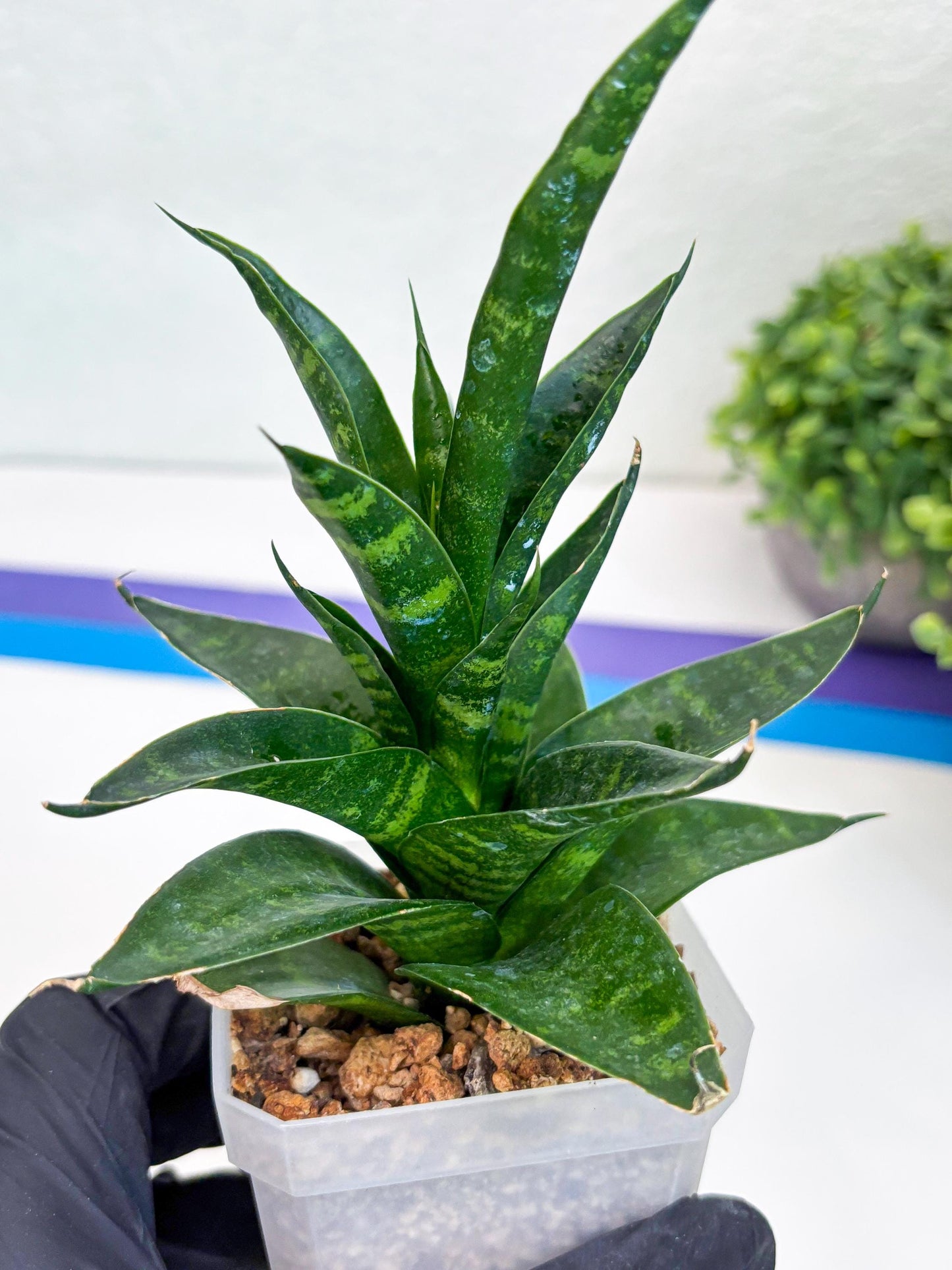 Sansevieria Conan (Ha27) (y) | Imported Hybrids