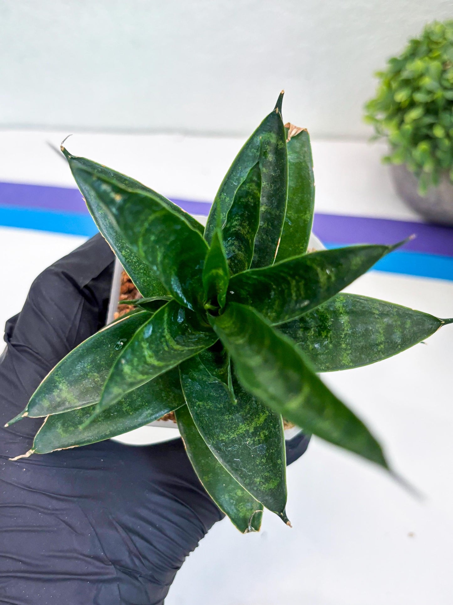 Sansevieria Conan (Ha27) (y) | Imported Hybrids