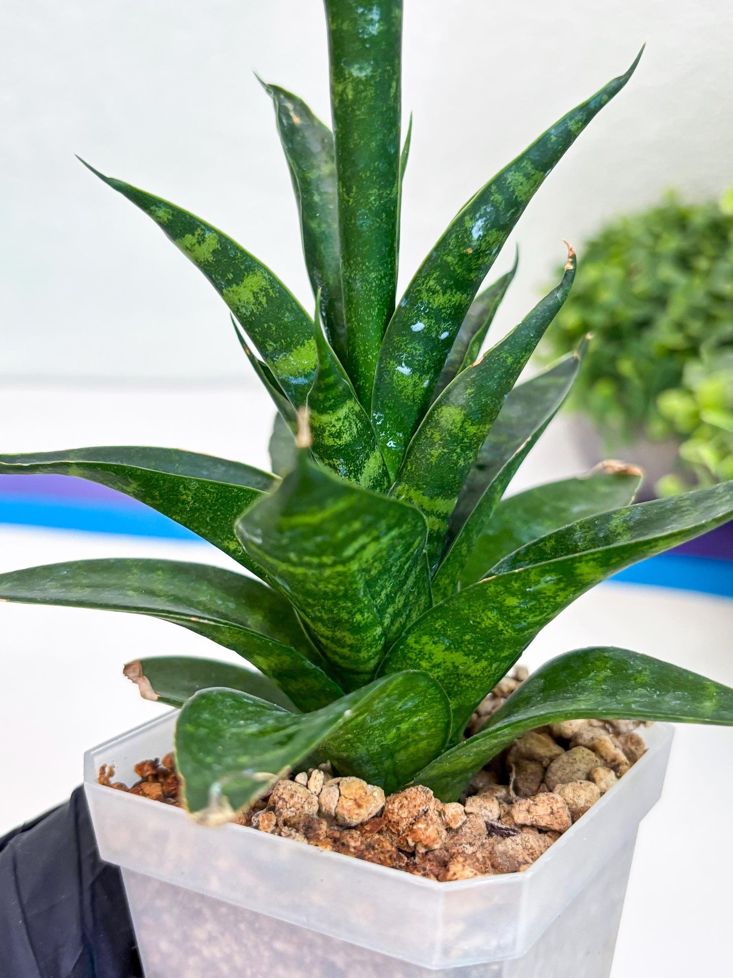 Sansevieria Conan (Ha27) (y) | Imported Hybrids