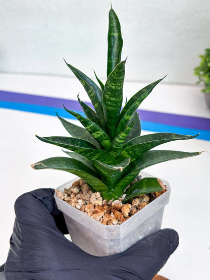 Sansevieria Conan (Ha27) (y) | Imported Hybrids
