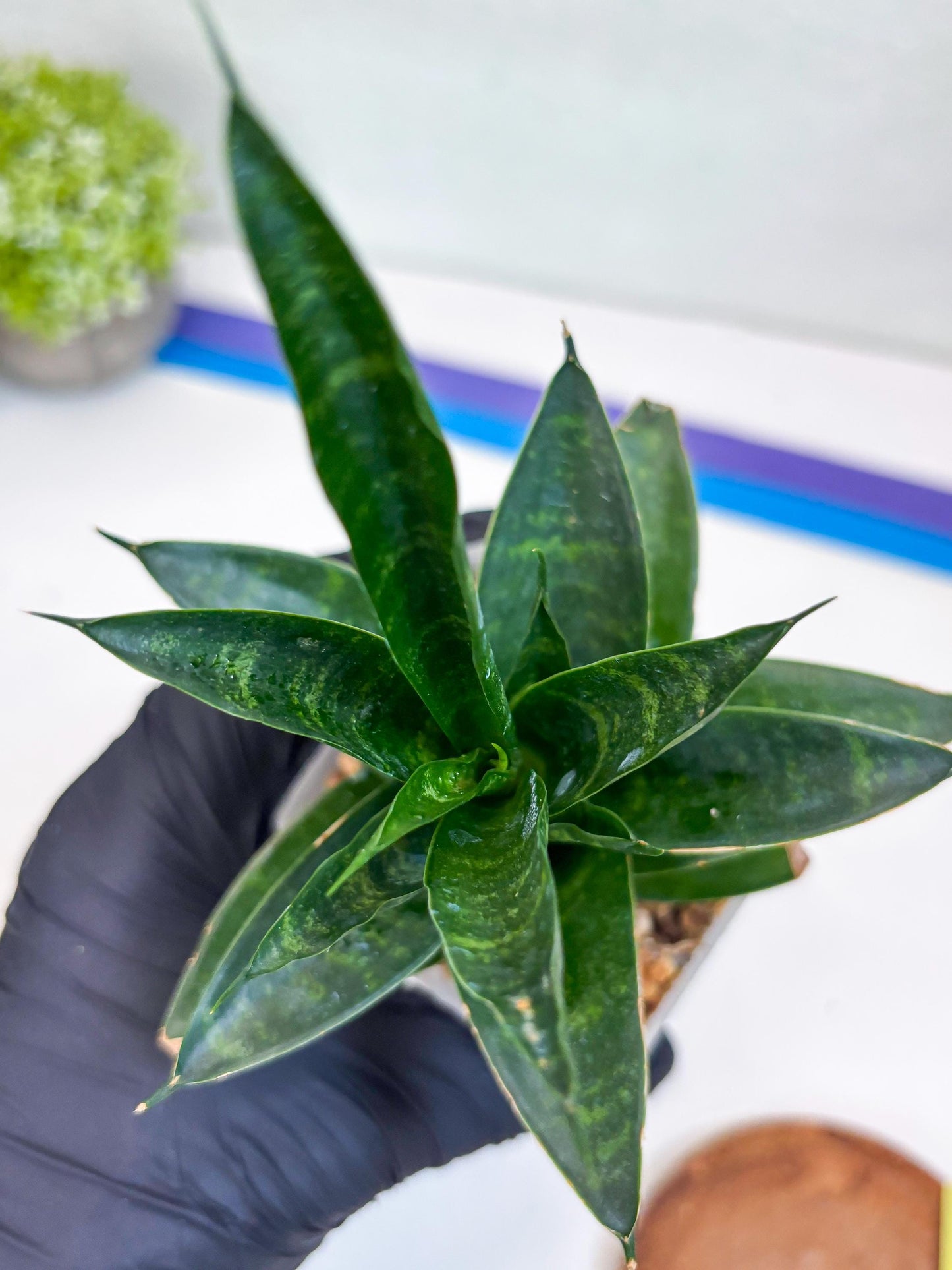 Sansevieria Conan (Ha27) (y) | Imported Hybrids