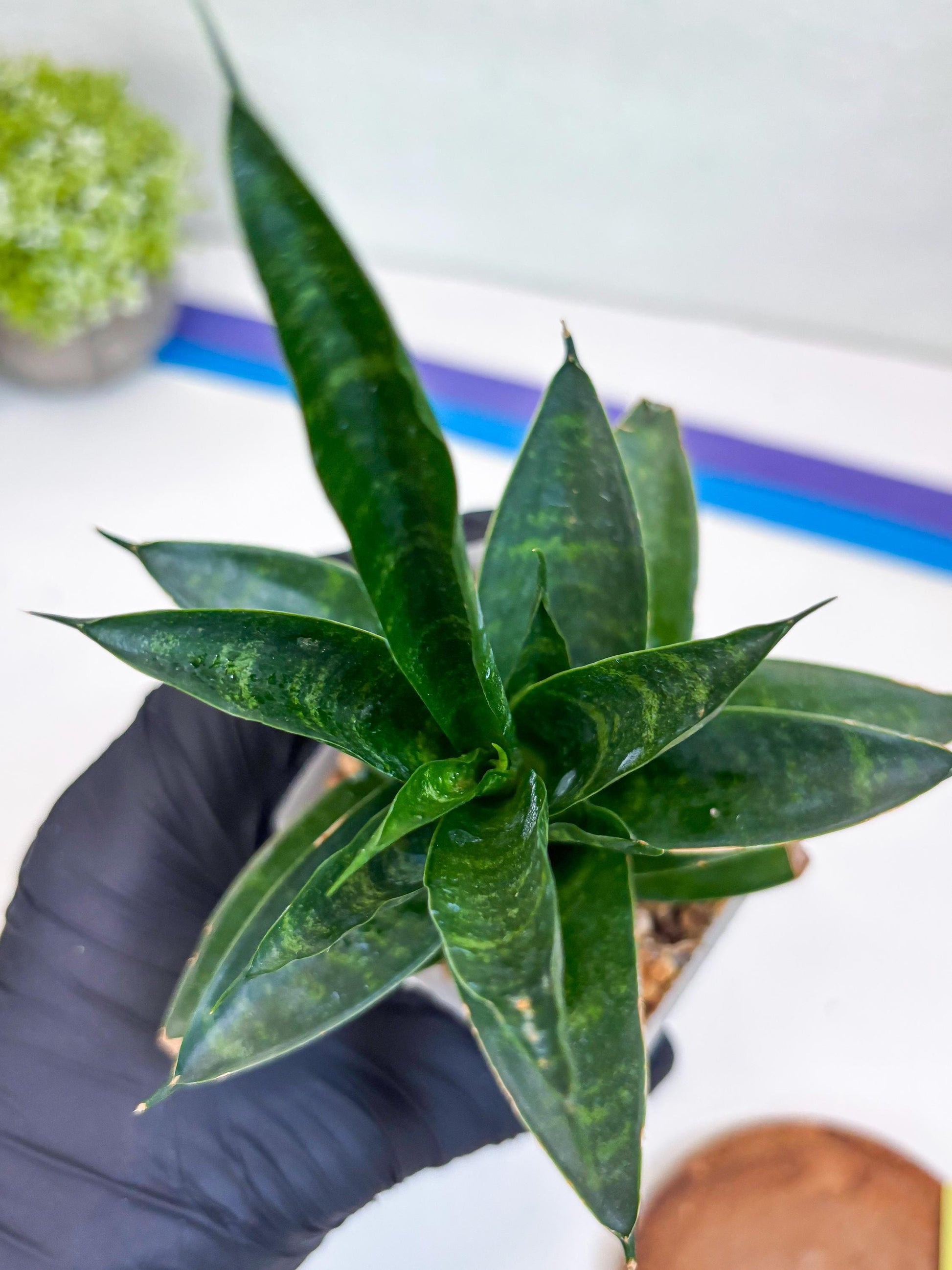 Sansevieria Conan (Ha27) (y) | Imported Hybrids
