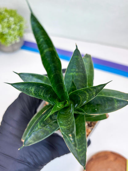 Sansevieria Conan (Ha27) (y) | Imported Hybrids