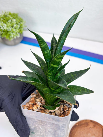 Sansevieria Conan (Ha27) (y) | Imported Hybrids