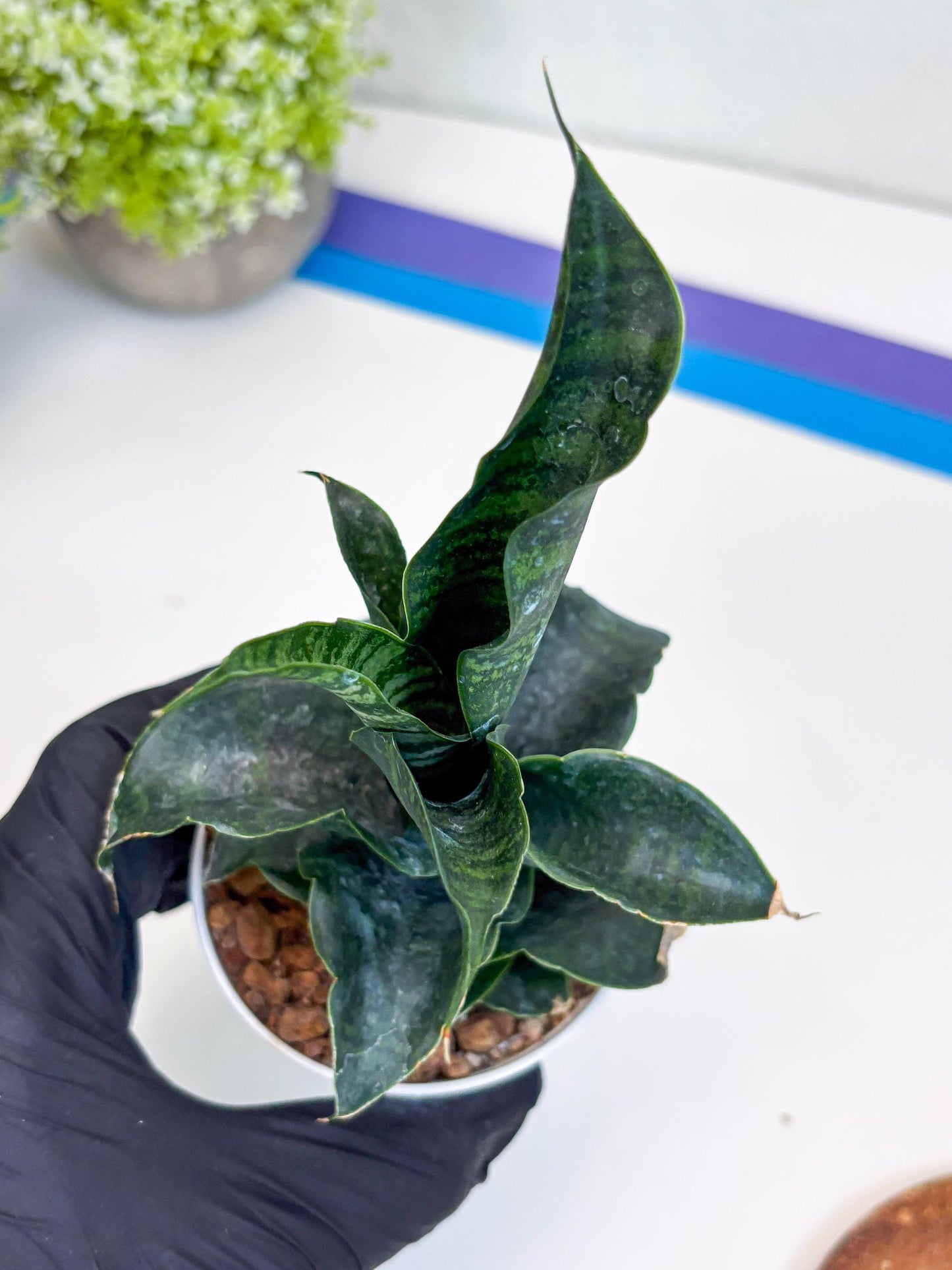 Sansevieria Mbois (H30) | Imported Snake Plant