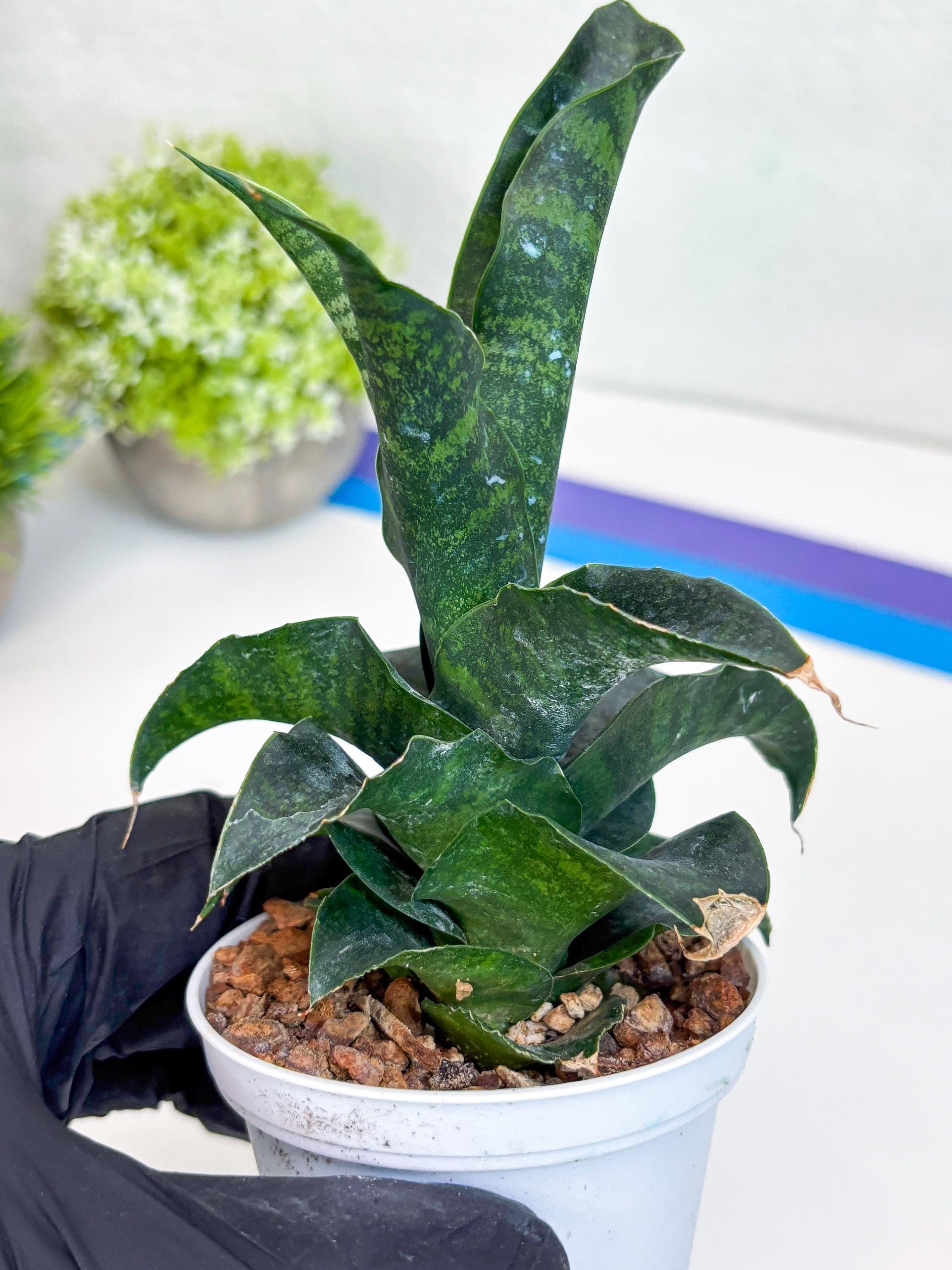 Sansevieria Mbois (H30) | Imported Snake Plant