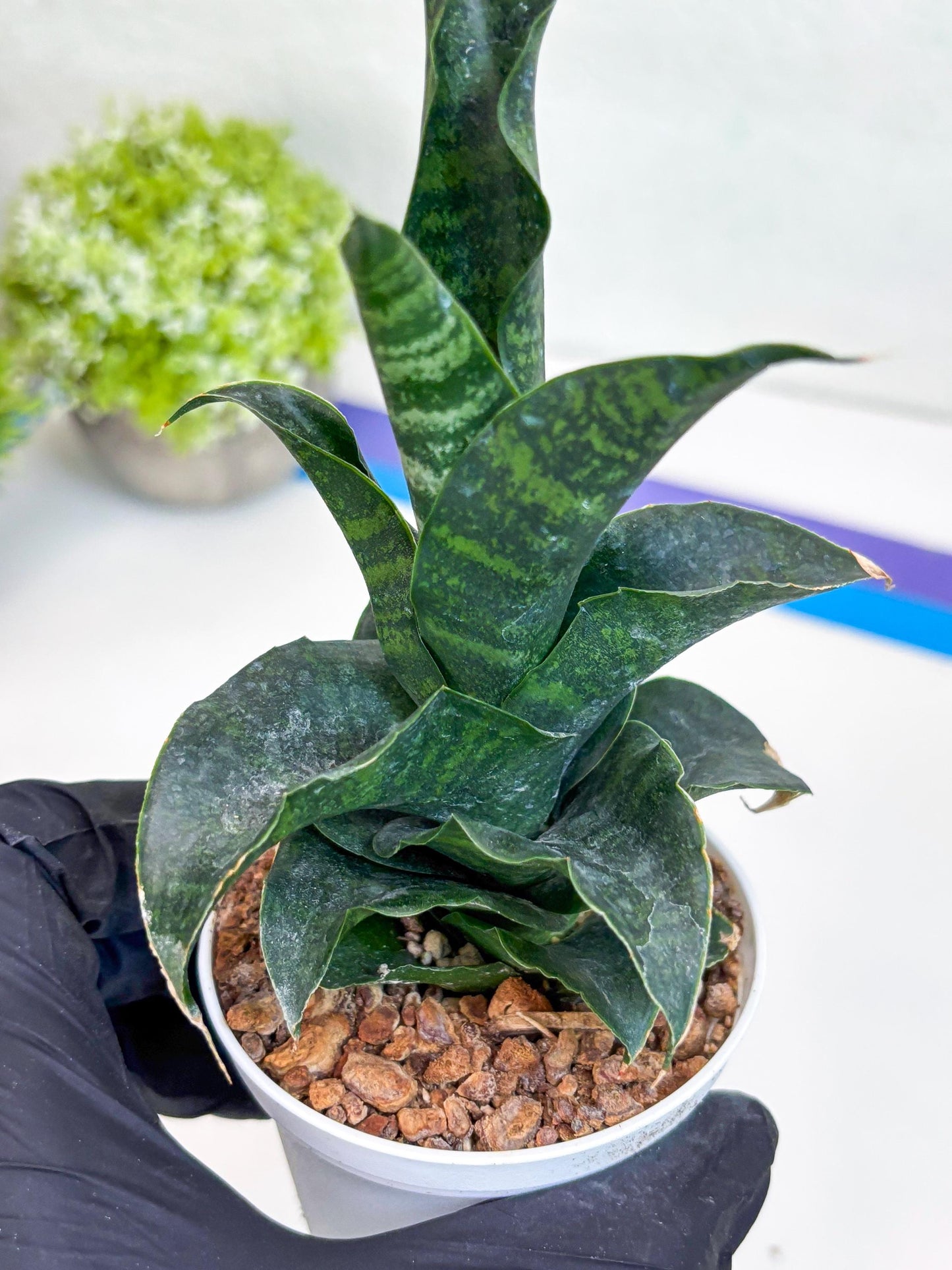 Sansevieria Mbois (H30) | Imported Snake Plant