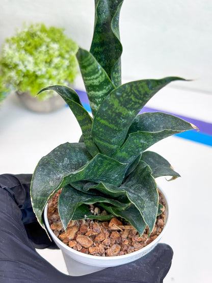 Sansevieria Mbois (H30) | Imported Snake Plant