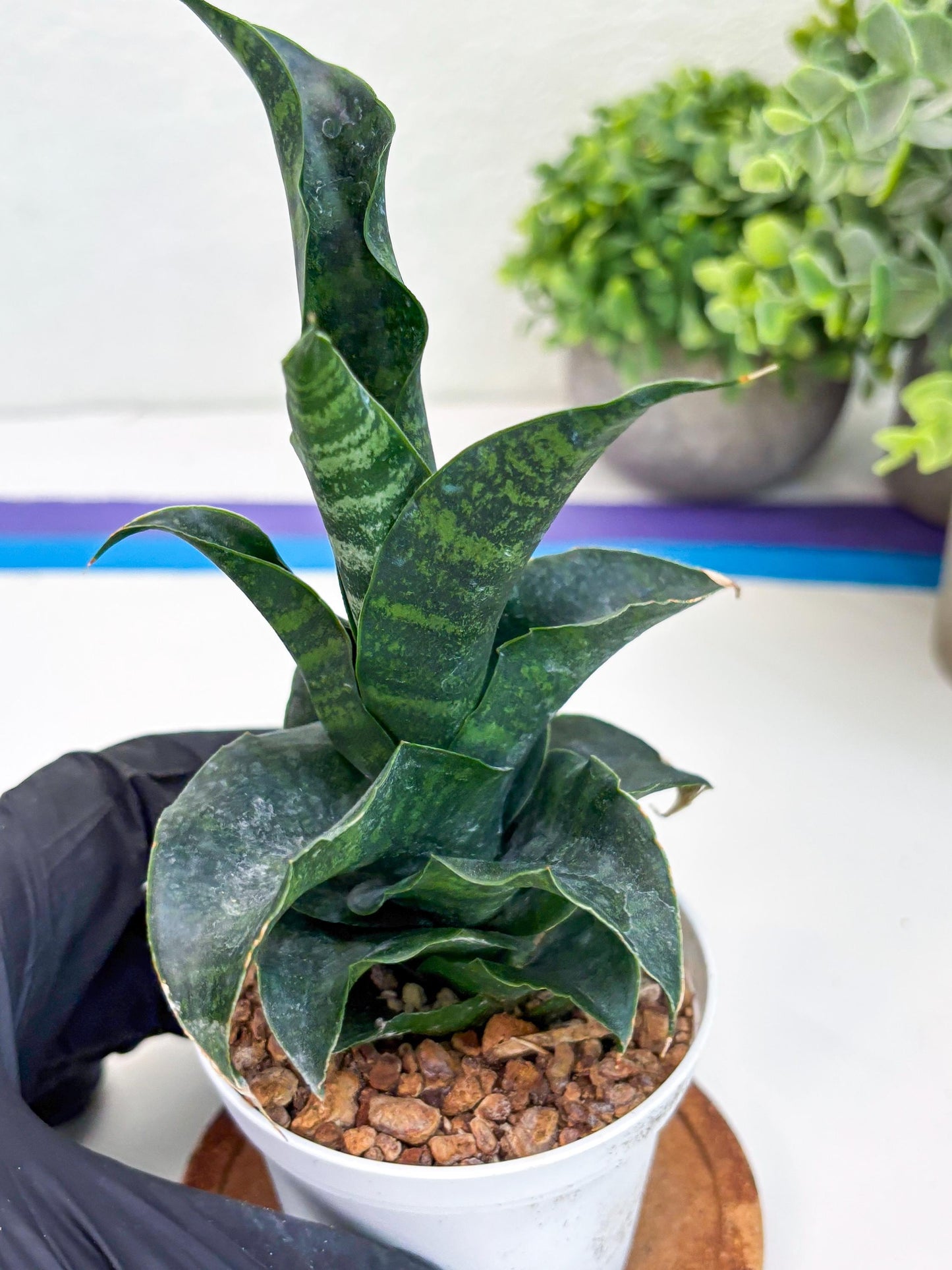 Sansevieria Mbois (H30) | Imported Snake Plant