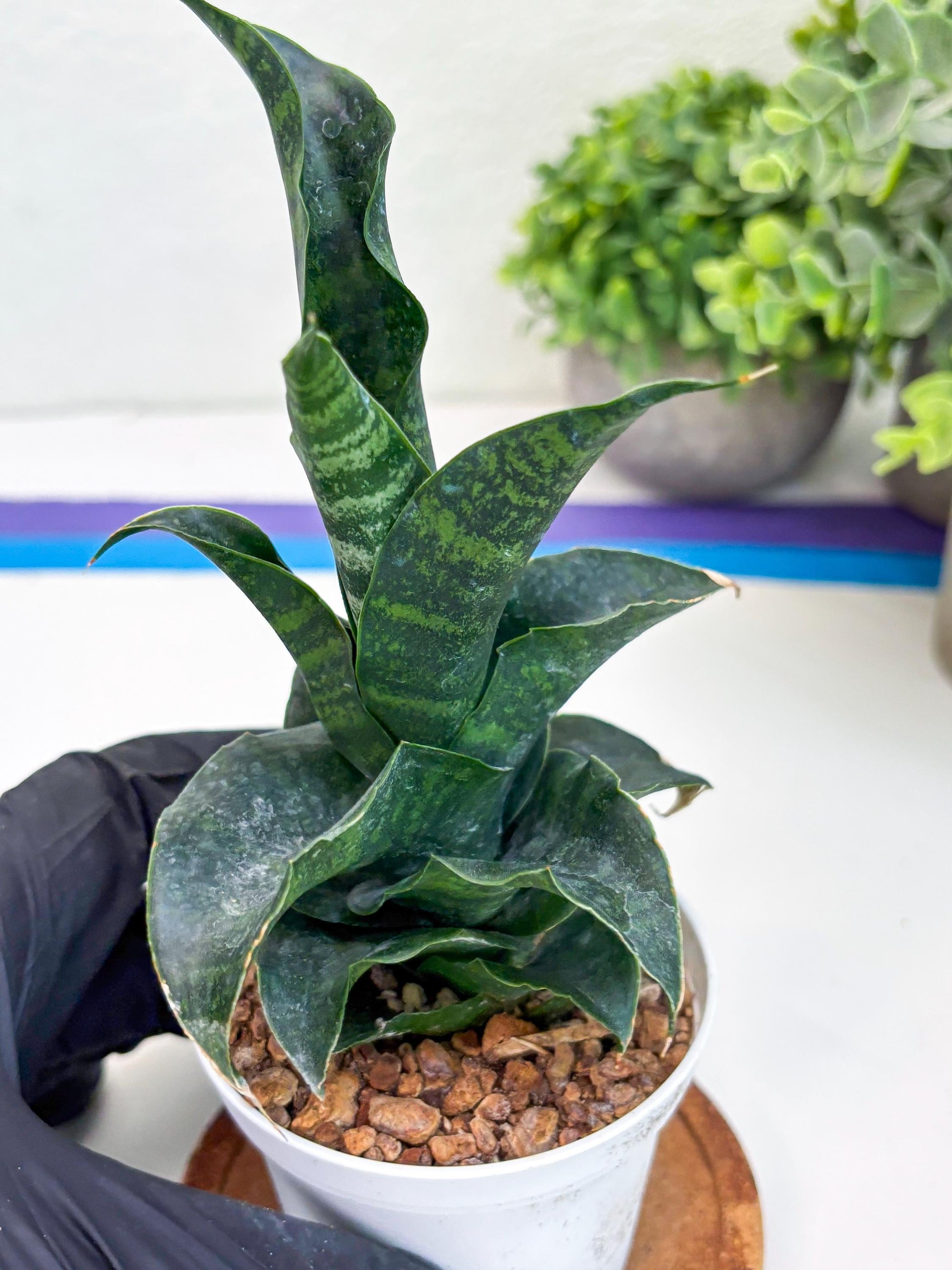 Sansevieria Mbois (H30) | Imported Snake Plant