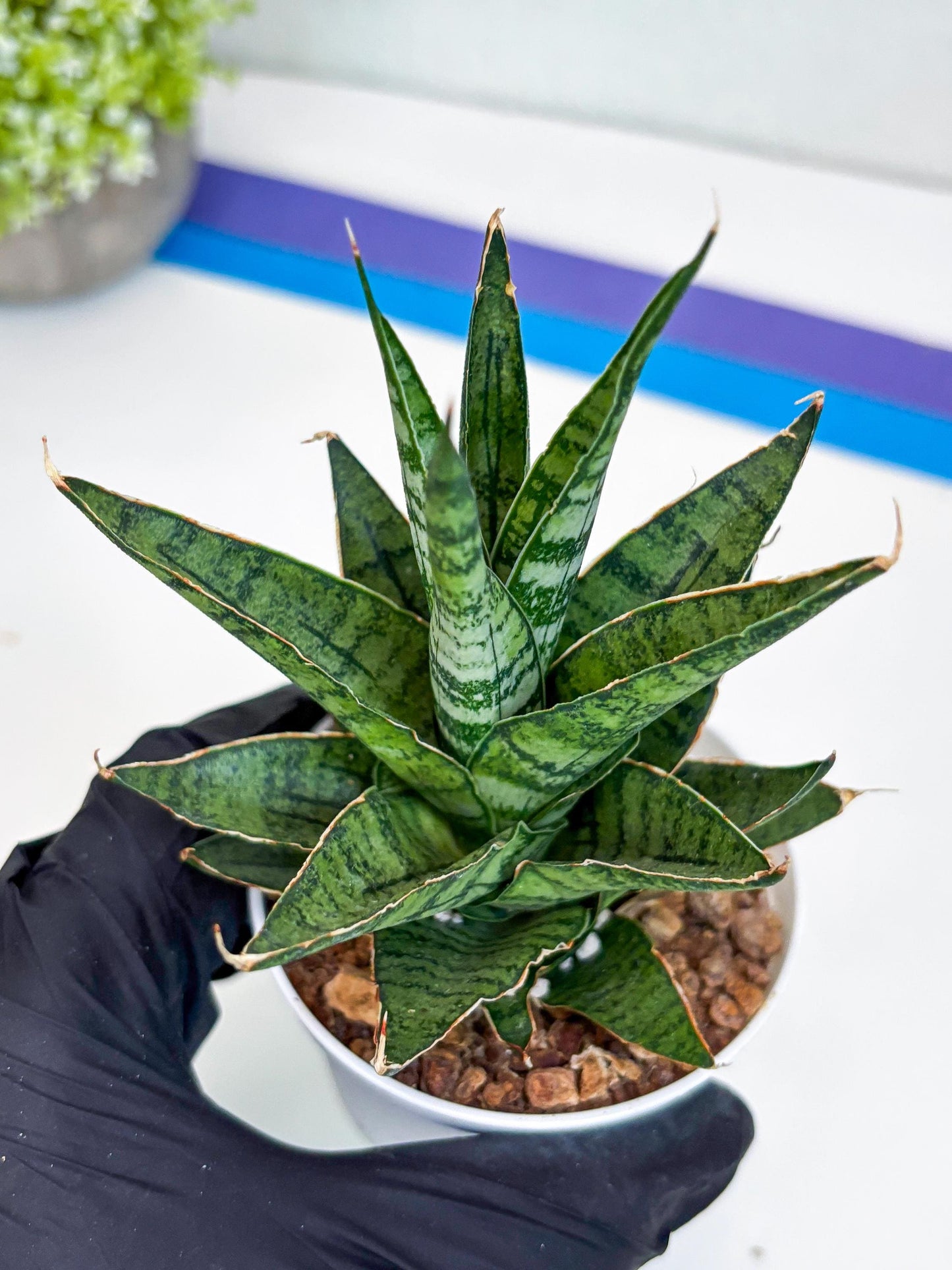 Sansevieria Sweet Celery (H31) | Imported Plants