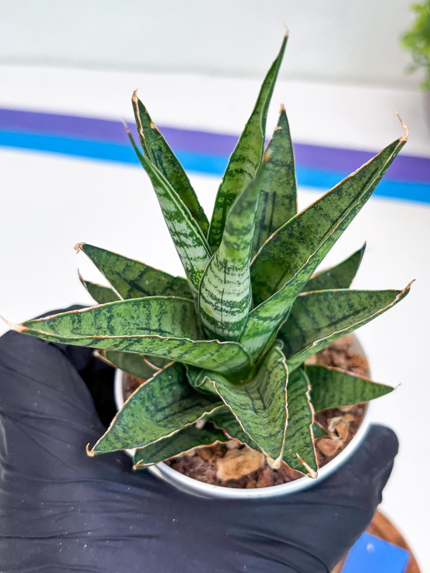 Sansevieria Sweet Celery (H31) | Imported Plants