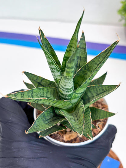 Sansevieria Sweet Celery (H31) | Imported Plants