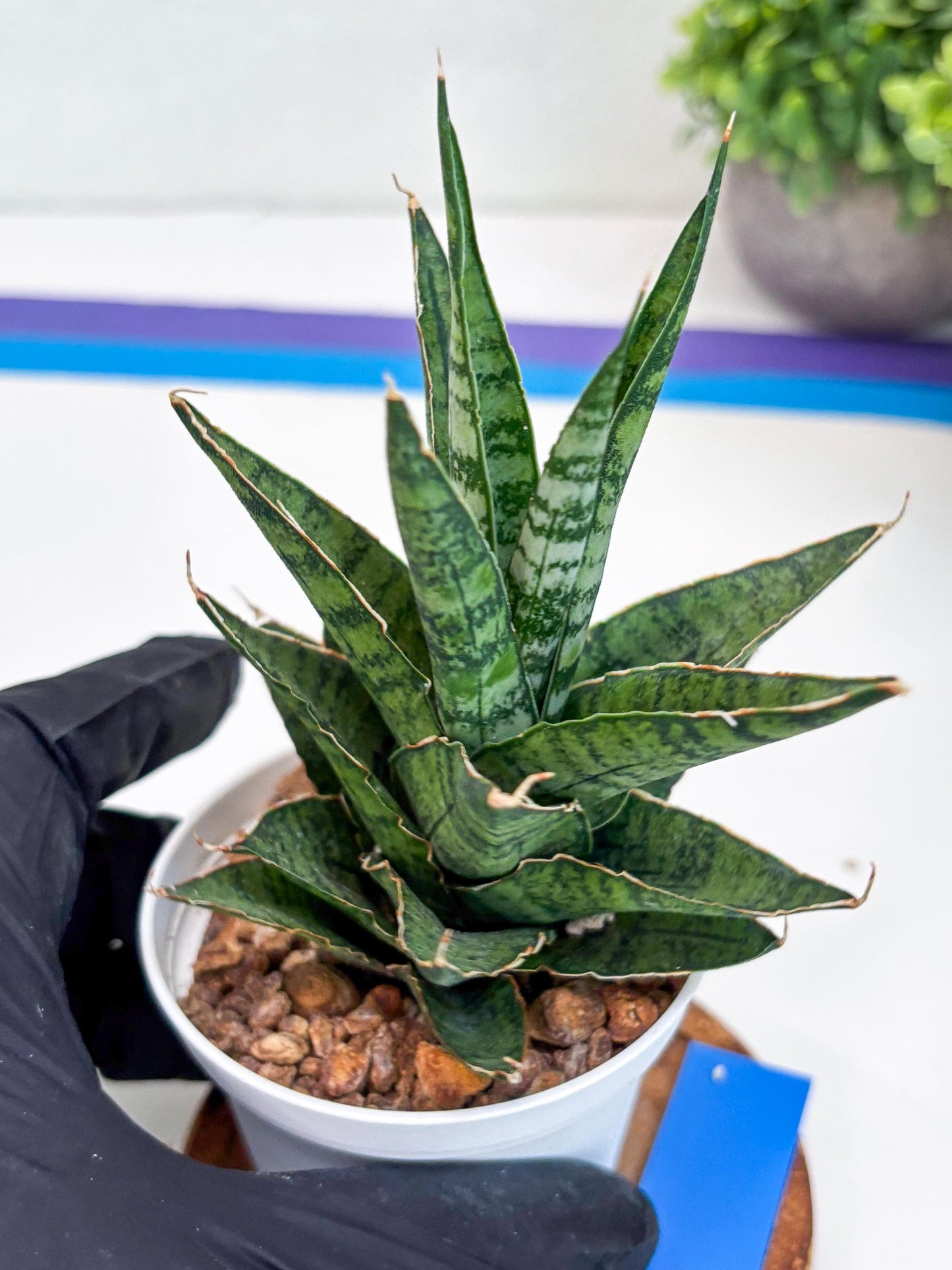 Sansevieria Sweet Celery (H31) | Imported Plants