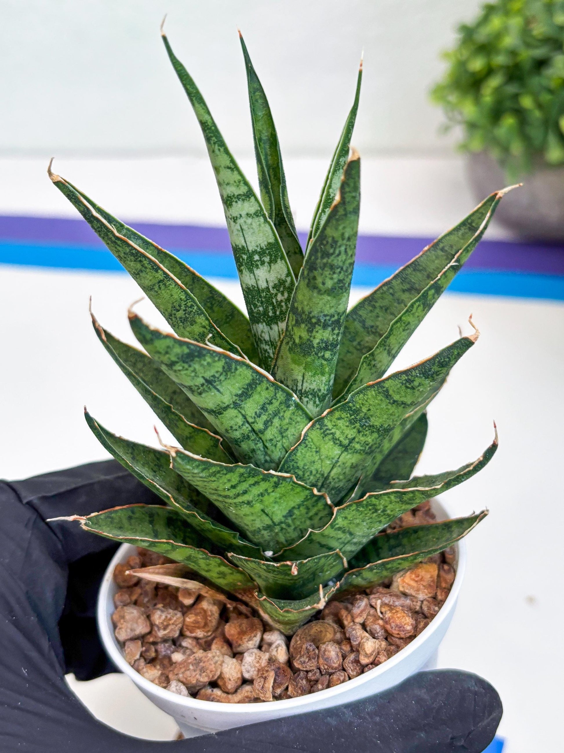 Sansevieria Sweet Celery (H31) | Imported Plants