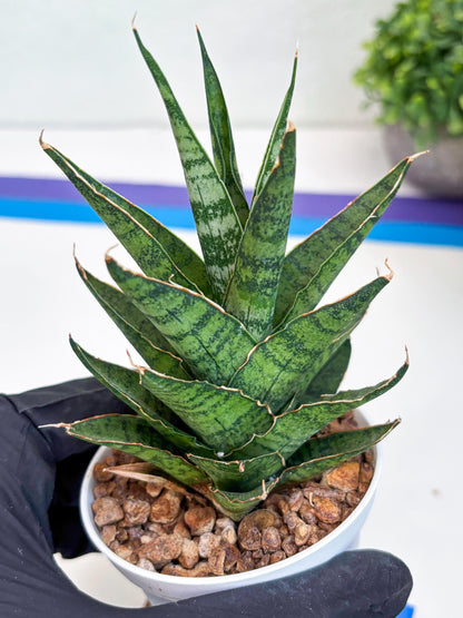 Sansevieria Sweet Celery (H31) | Imported Plants