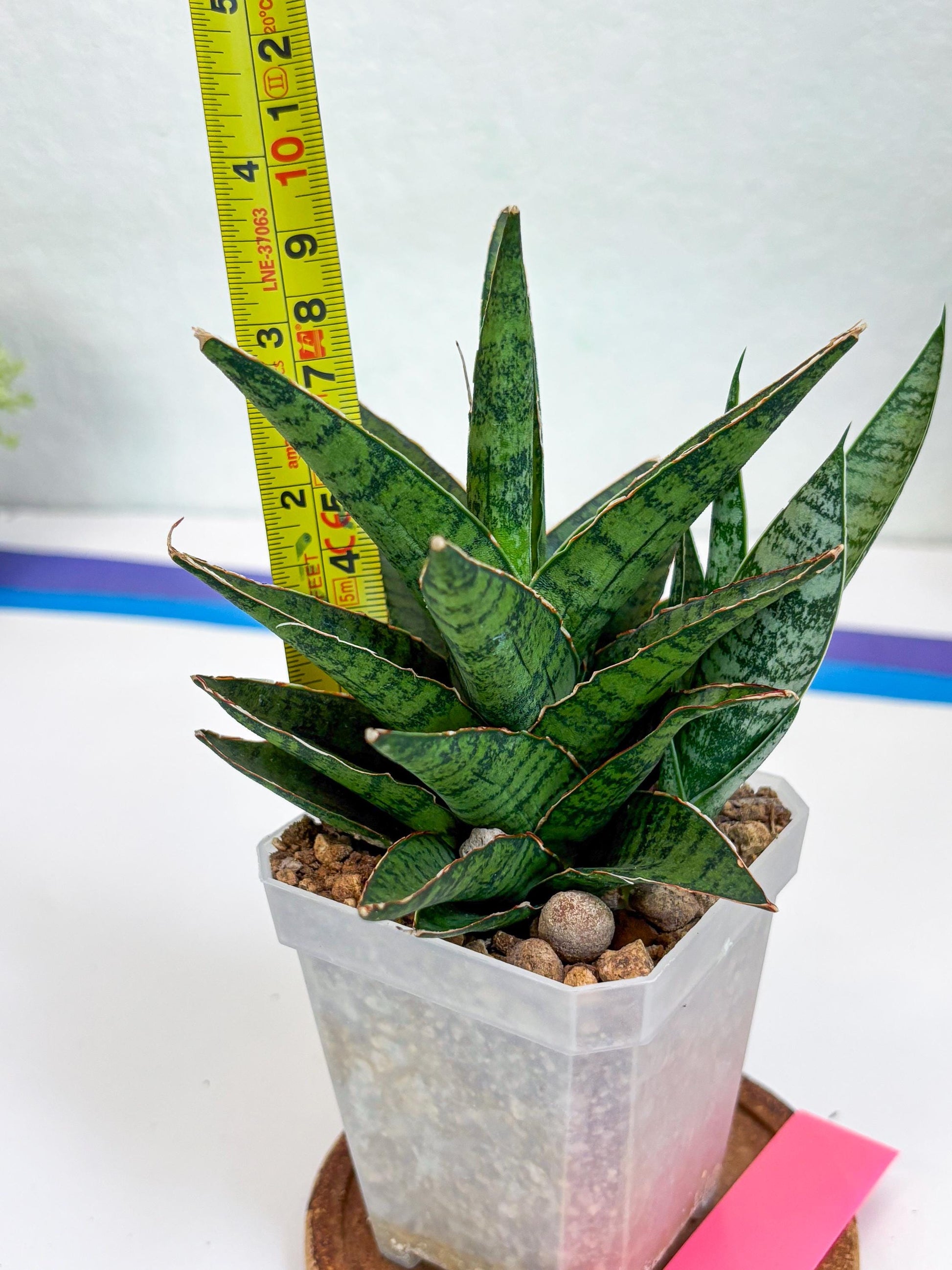 Sansevieria Sweet Celery (Ha31) (p) | Imported Plants