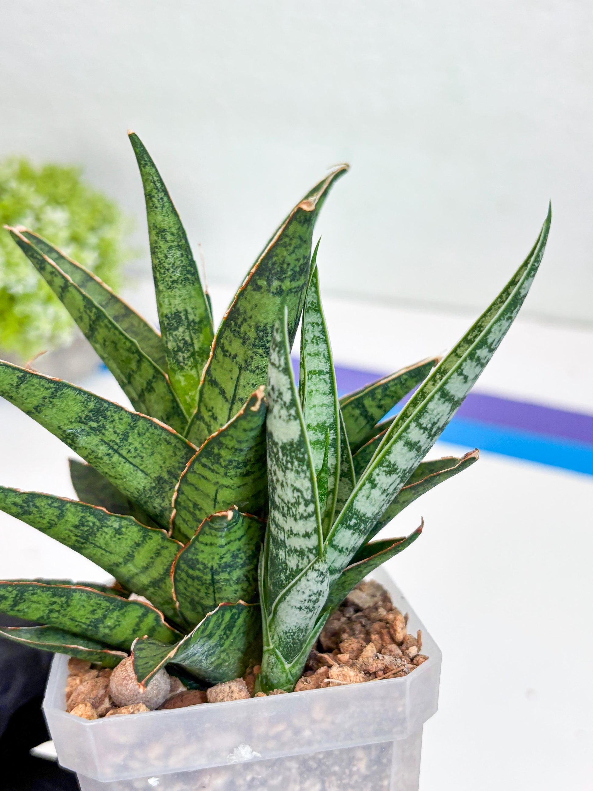 Sansevieria Sweet Celery (Ha31) (p) | Imported Plants