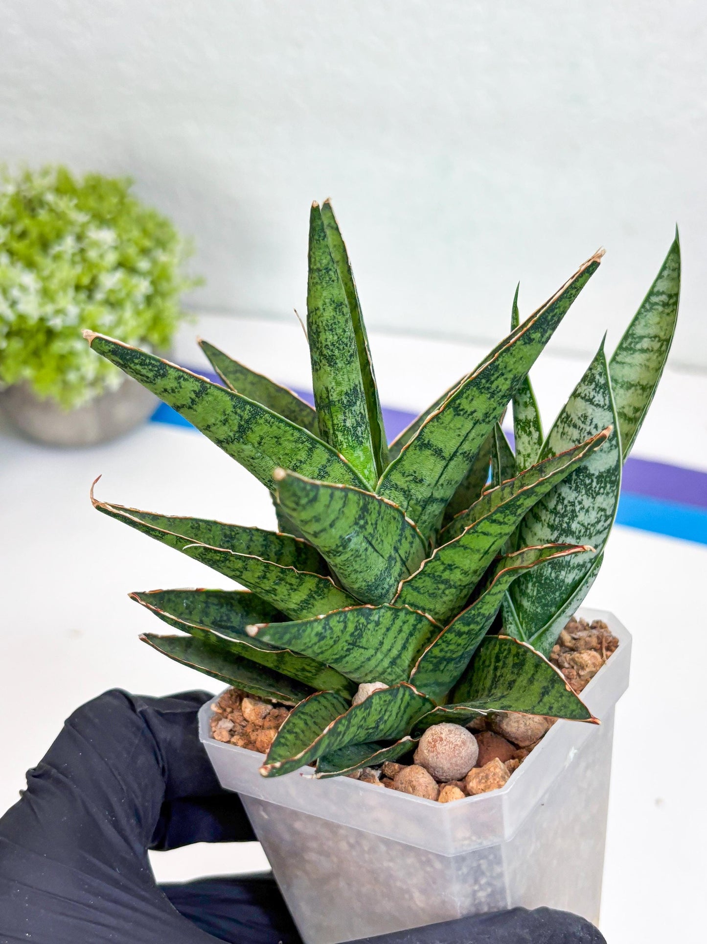 Sansevieria Sweet Celery (Ha31) (p) | Imported Plants