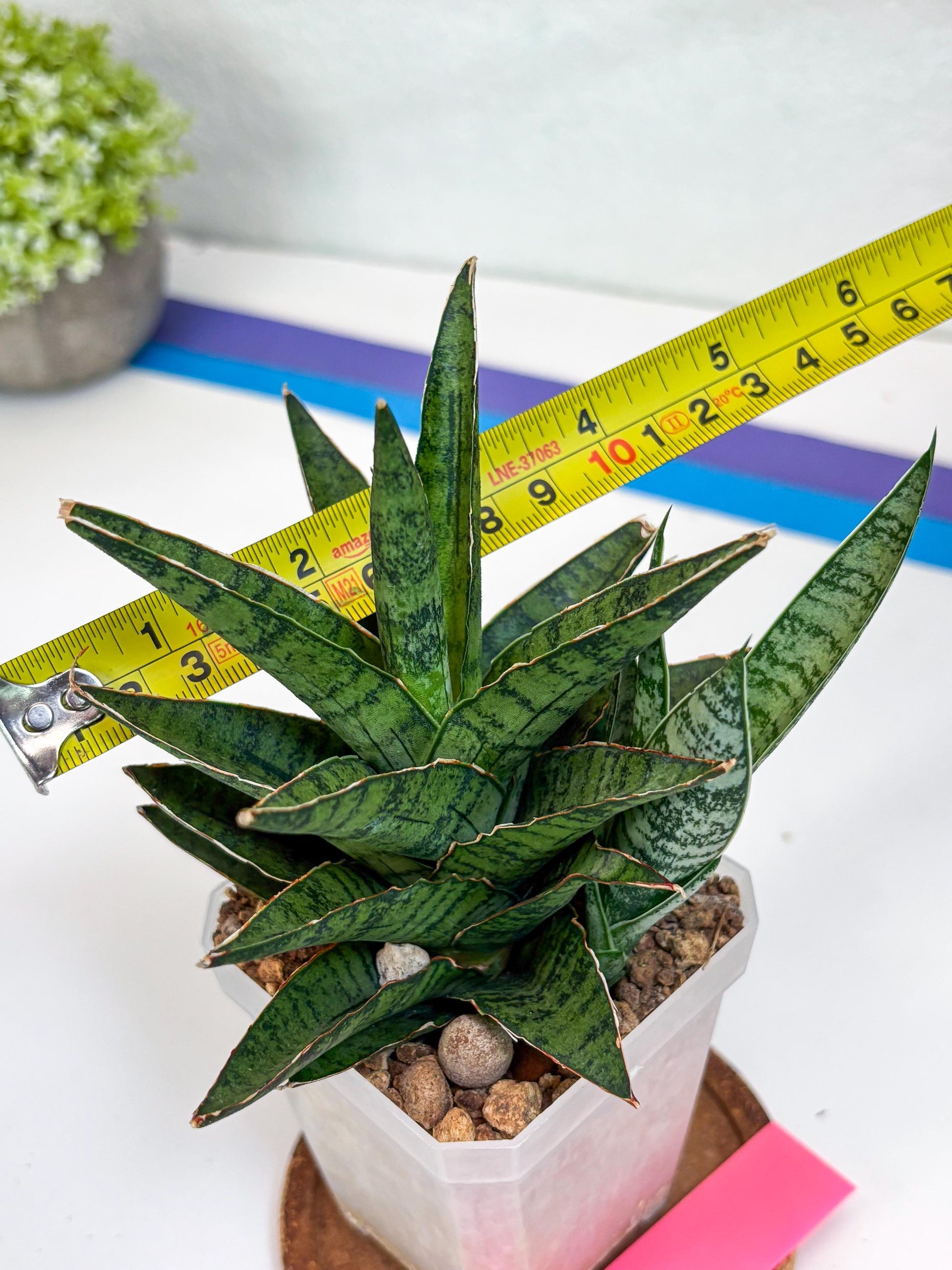 Sansevieria Sweet Celery (Ha31) (p) | Imported Plants