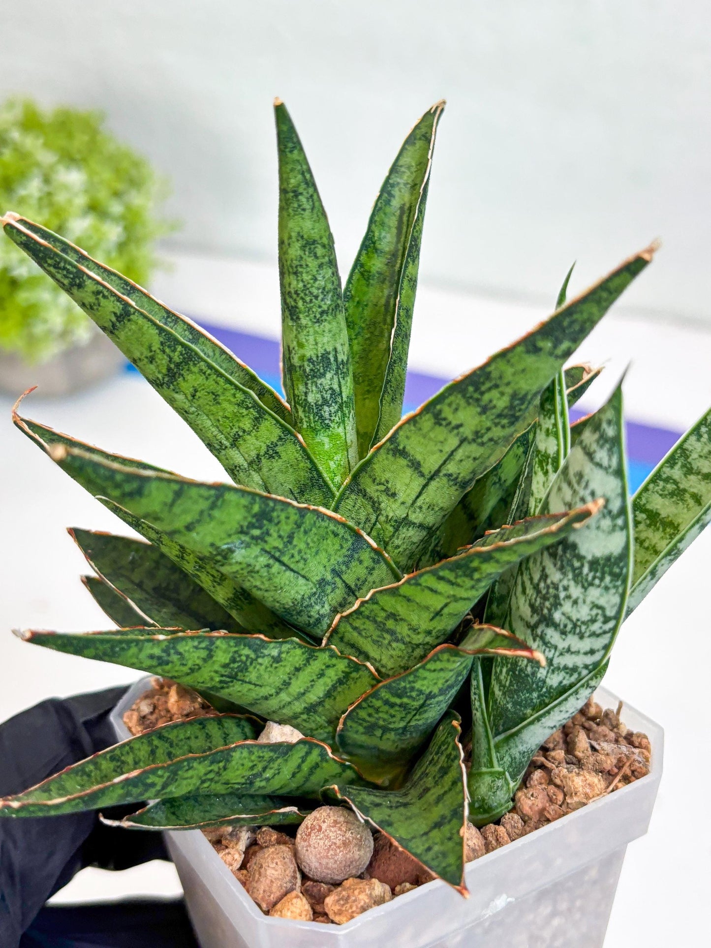 Sansevieria Sweet Celery (Ha31) (p) | Imported Plants