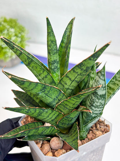 Sansevieria Sweet Celery (Ha31) (p) | Imported Plants