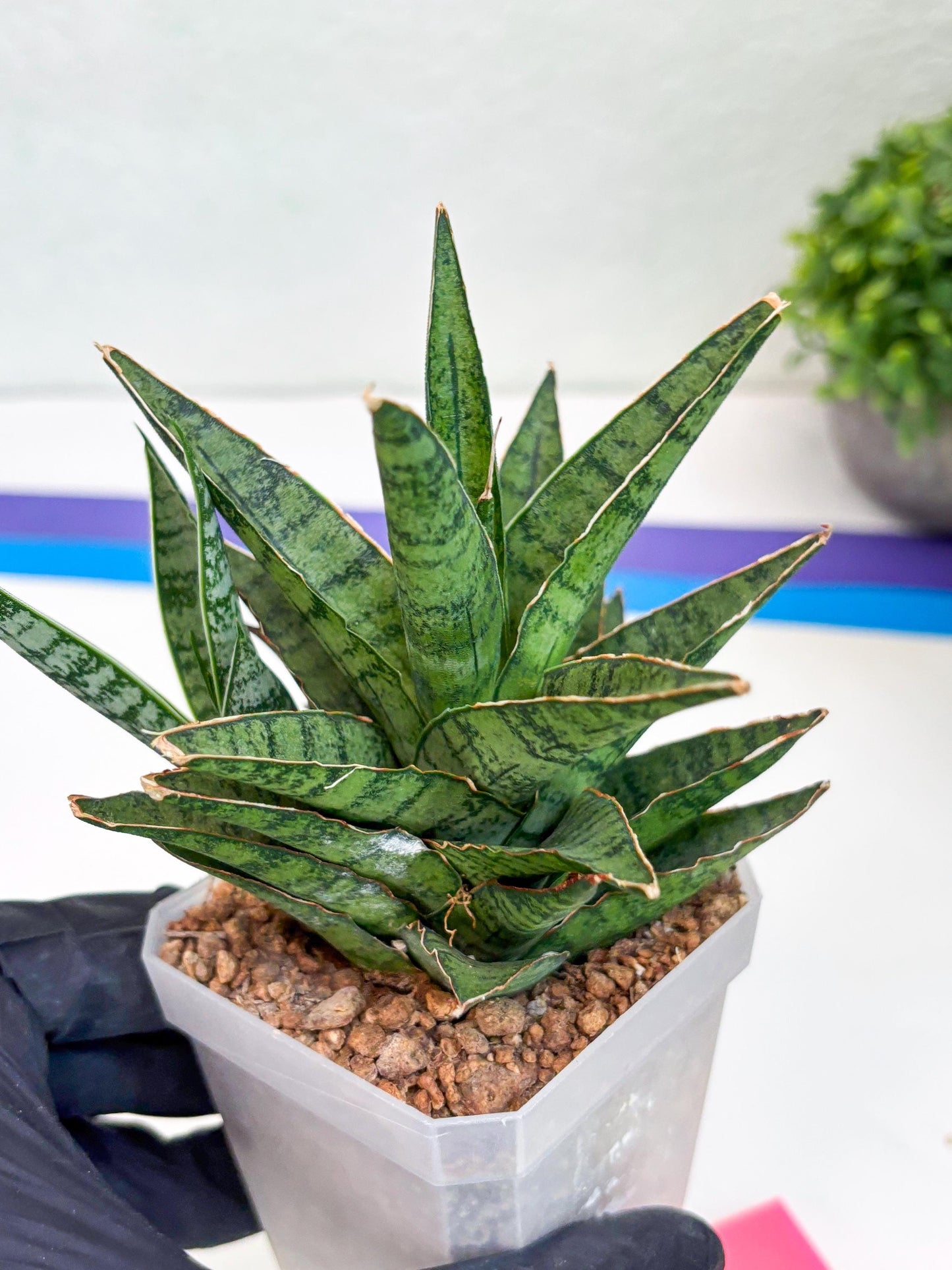 Sansevieria Sweet Celery (Ha31) (p) | Imported Plants