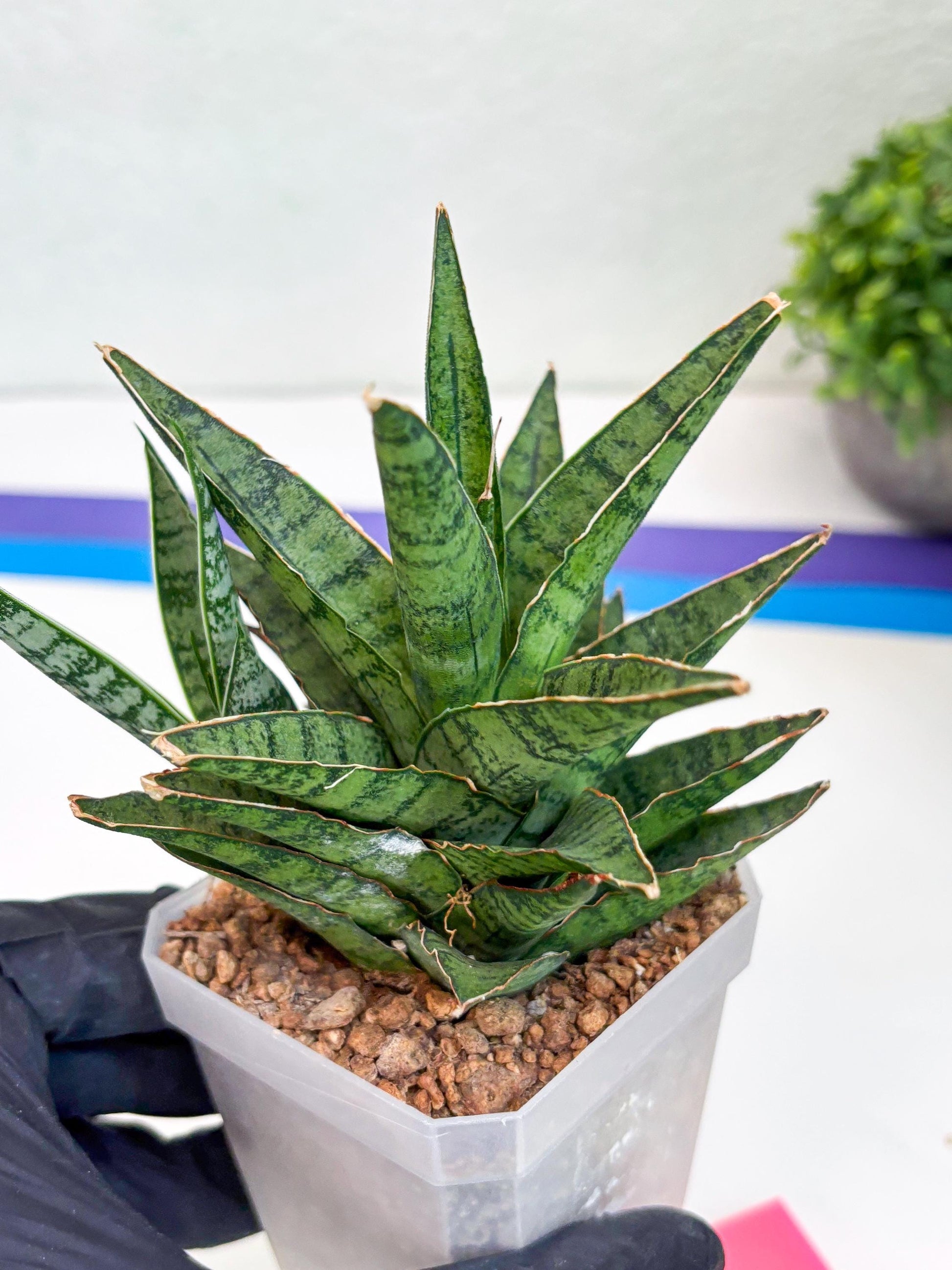 Sansevieria Sweet Celery (Ha31) (p) | Imported Plants