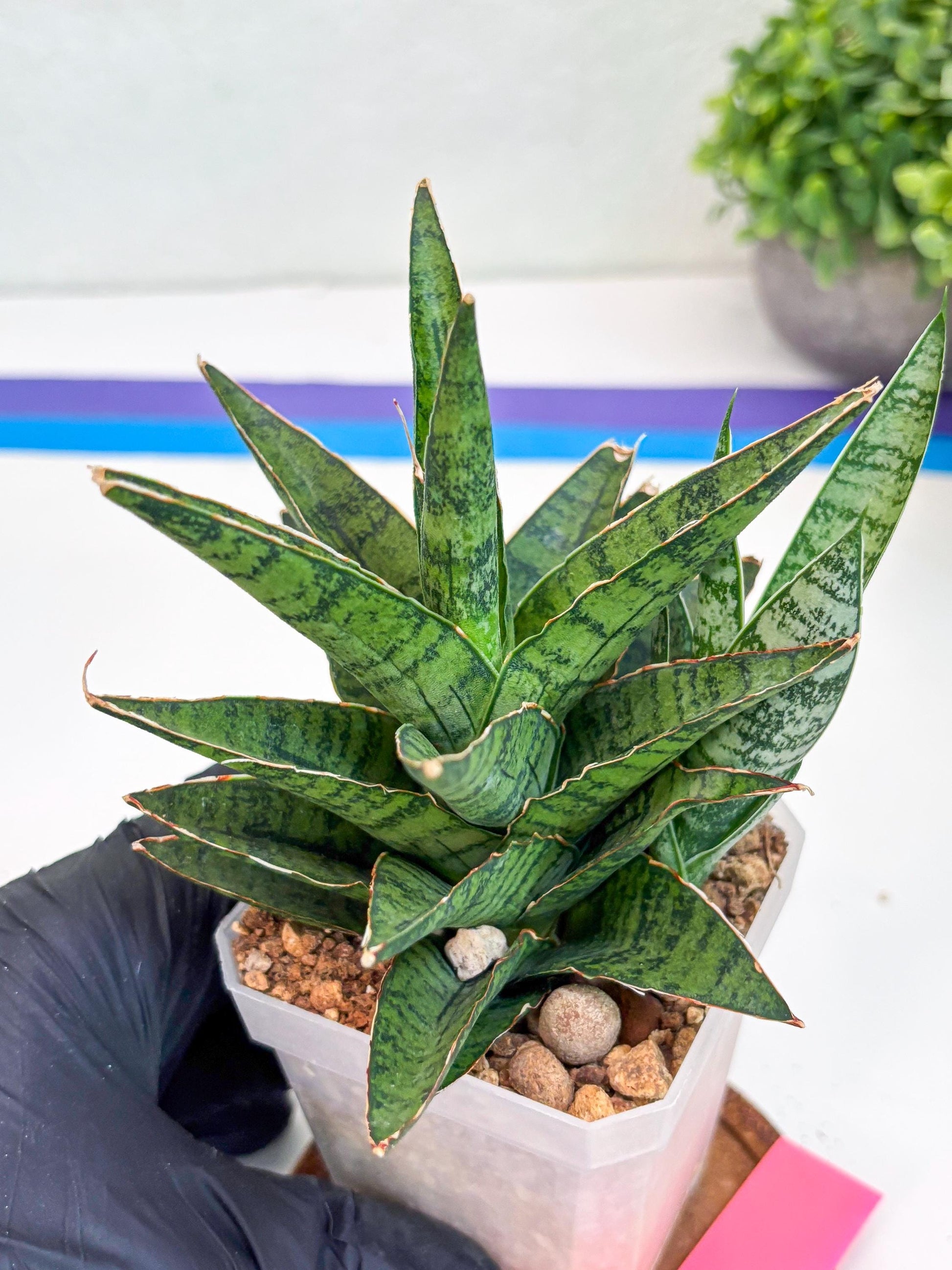 Sansevieria Sweet Celery (Ha31) (p) | Imported Plants