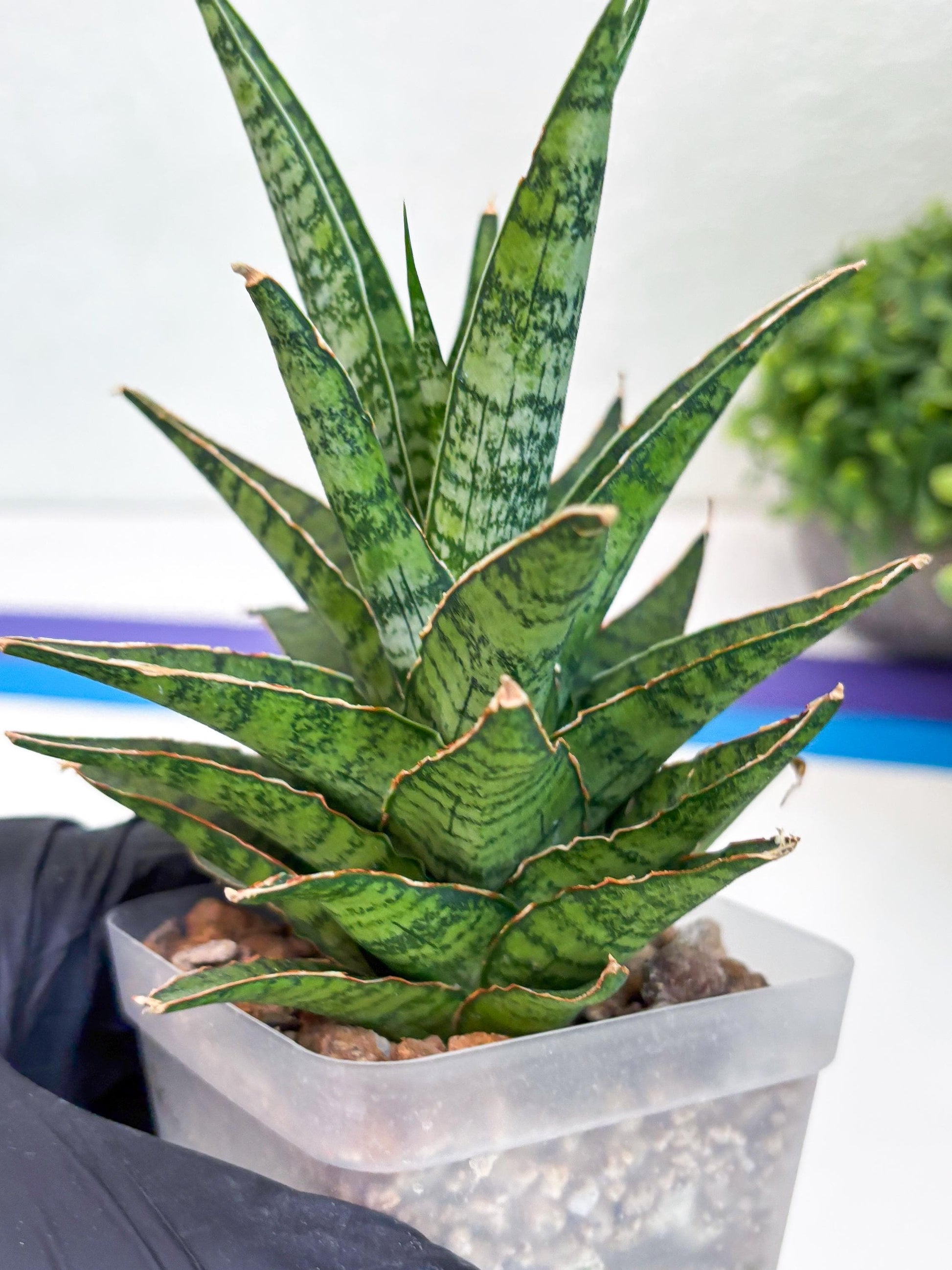 Sansevieria Sweet Celery (Ha31) (y) | Imported Plants