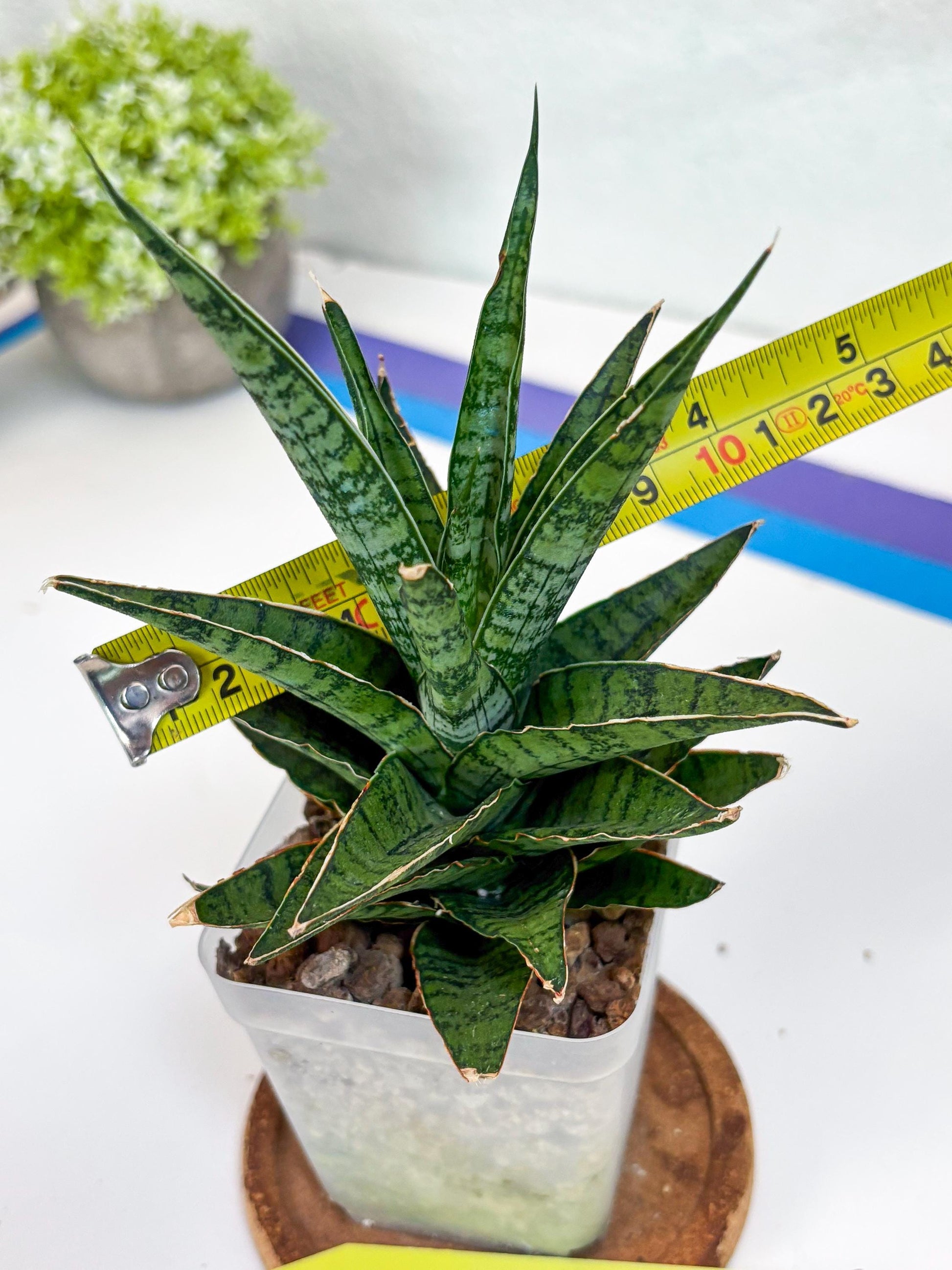 Sansevieria Sweet Celery (Ha31) (y) | Imported Plants